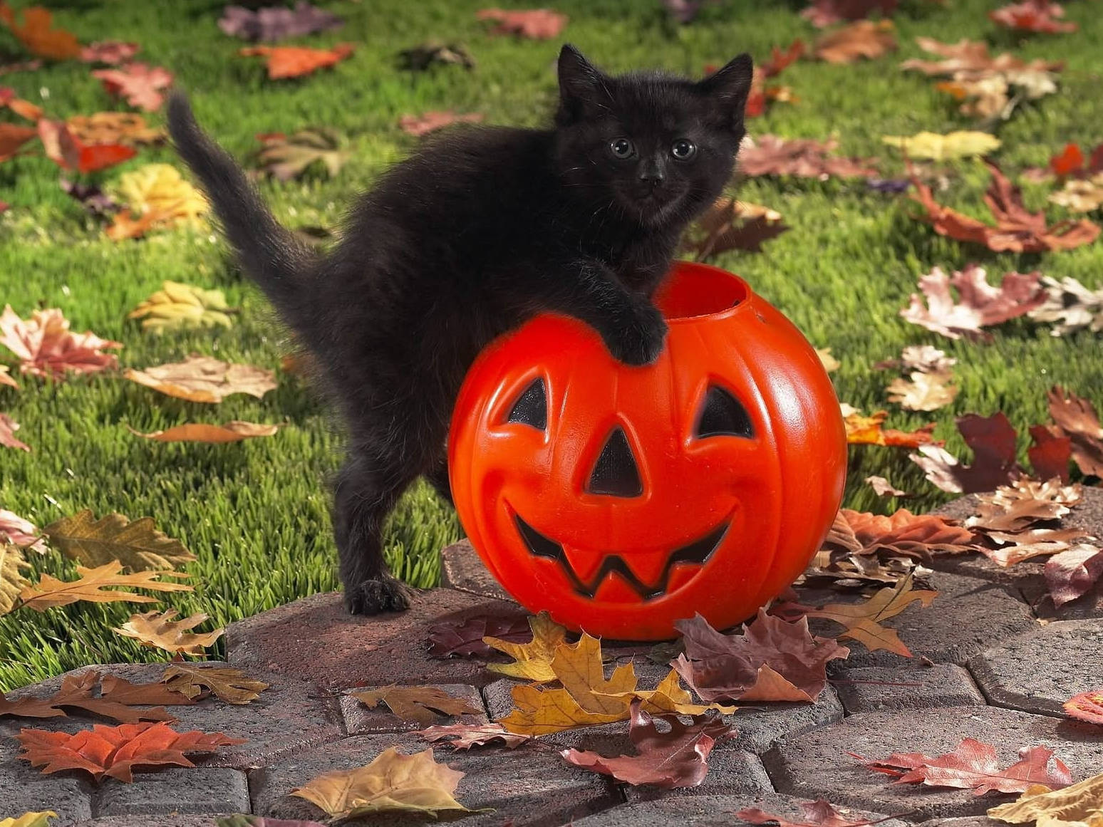 Cute Halloween 1548X1161 Wallpaper and Background Image