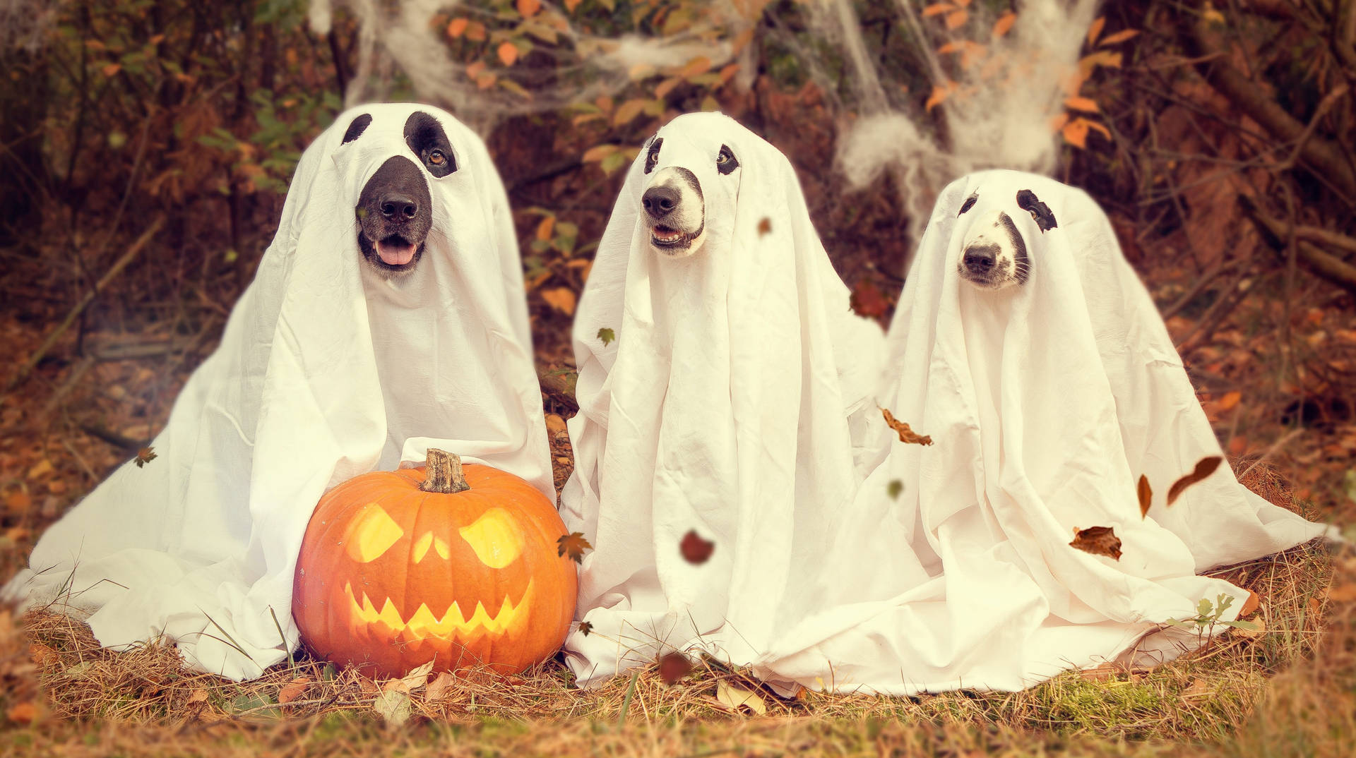Cute Halloween 5299X2964 Wallpaper and Background Image