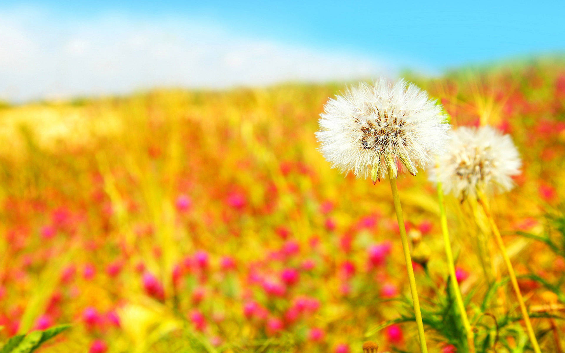 2560X1600 Cute Summer Wallpaper and Background