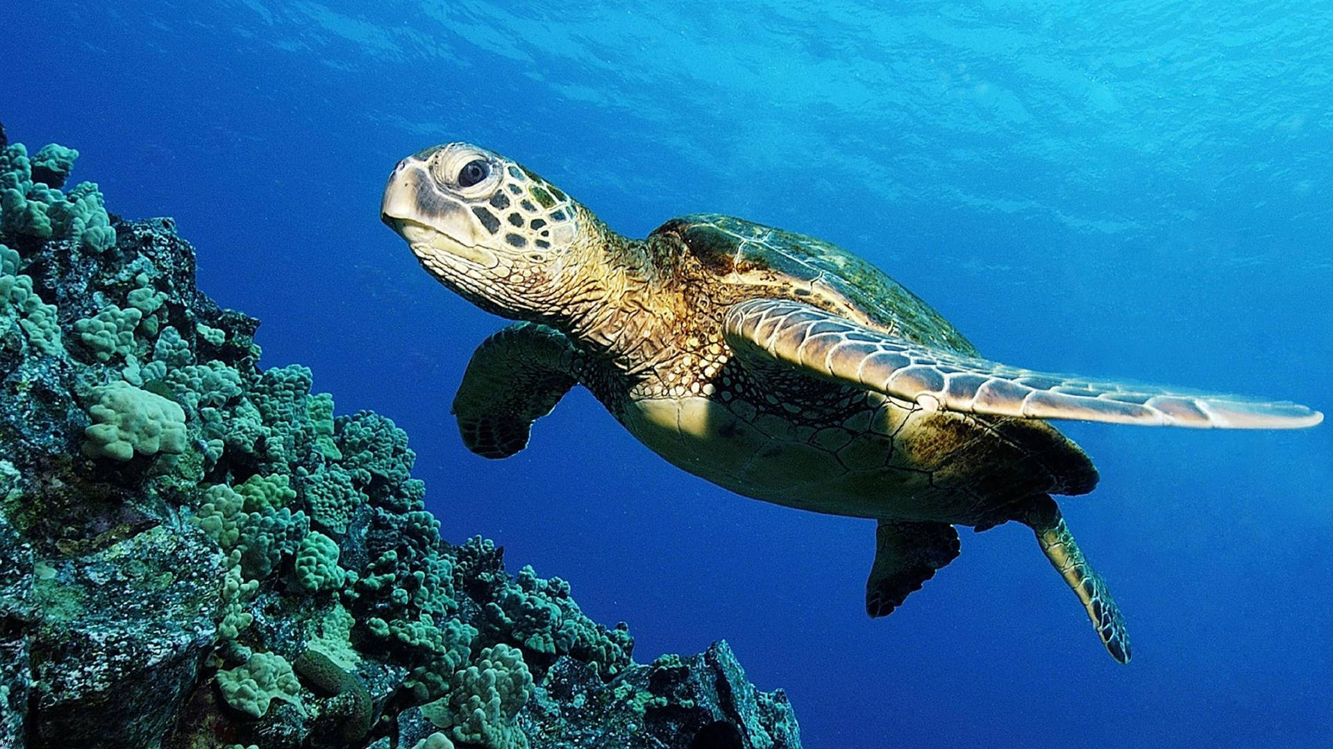 1920X1080 Cute Turtle Wallpaper and Background