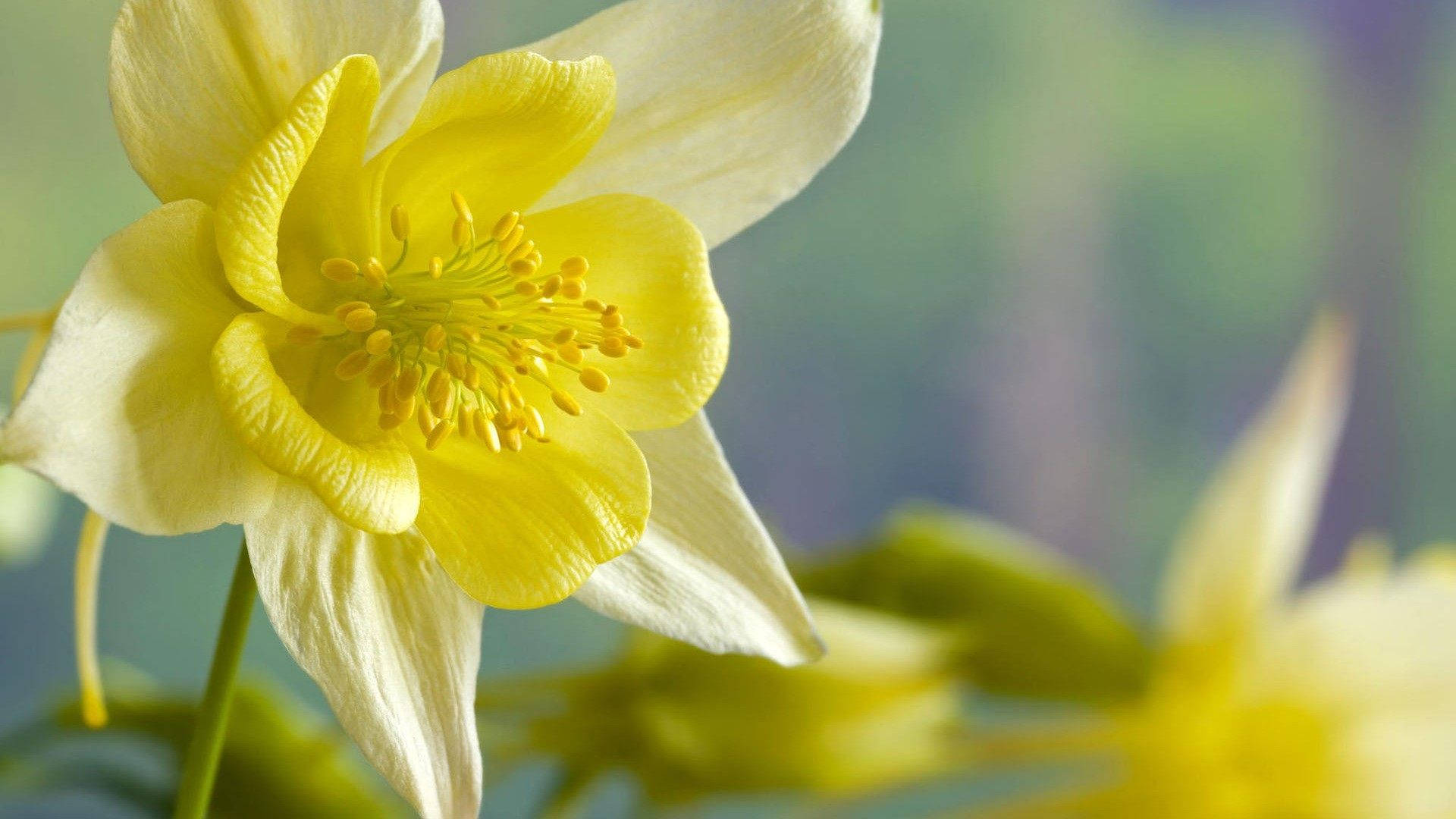 Daffodil 1920X1080 Wallpaper and Background Image