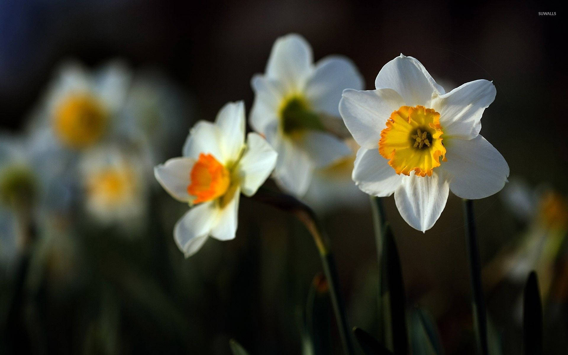 Daffodil 1920X1200 Wallpaper and Background Image
