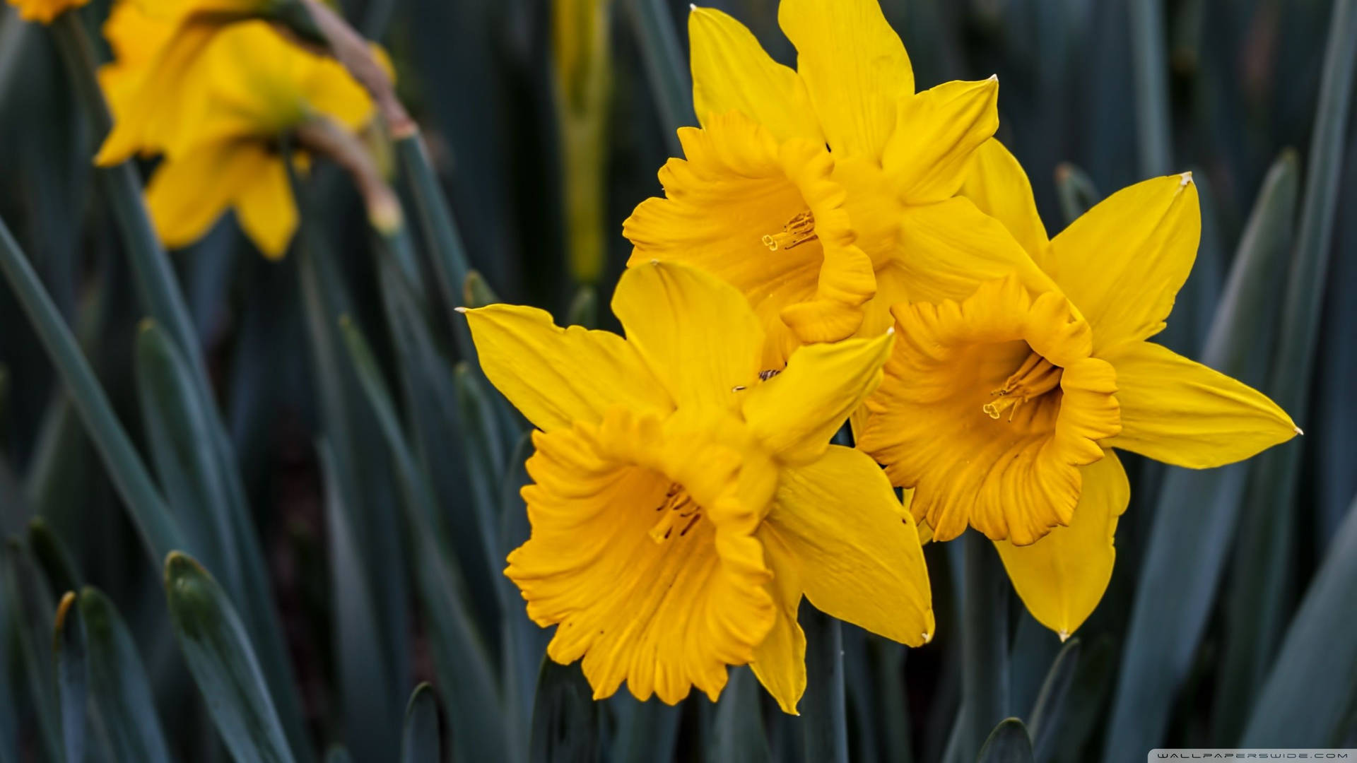 Daffodil 2560X1440 Wallpaper and Background Image