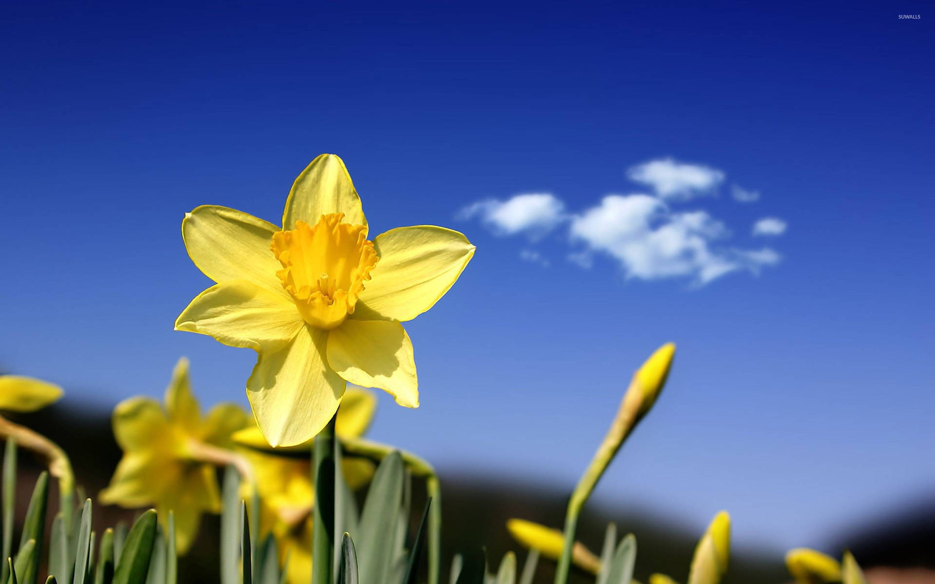 Daffodil 2560X1600 Wallpaper and Background Image