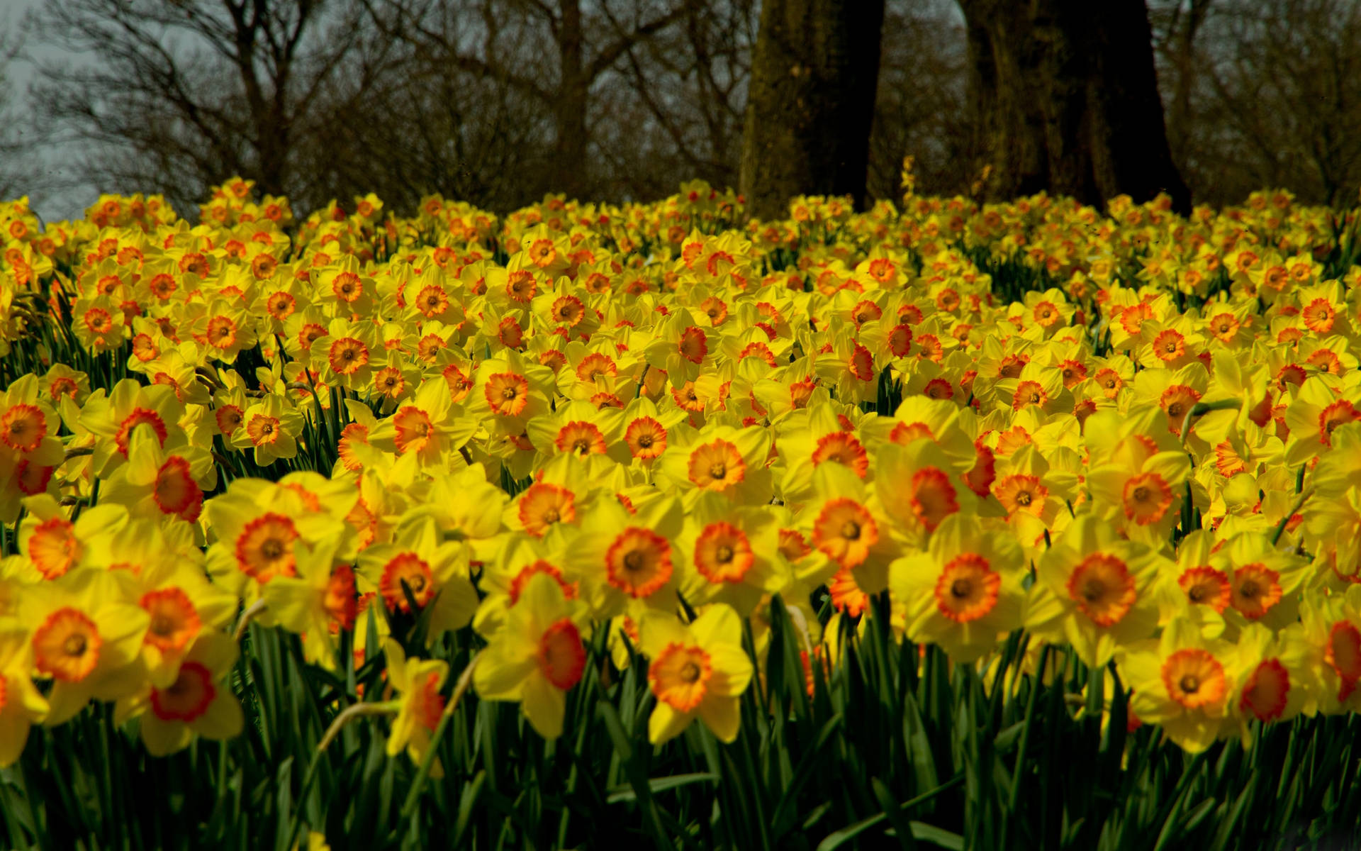 Daffodil 2880X1800 Wallpaper and Background Image