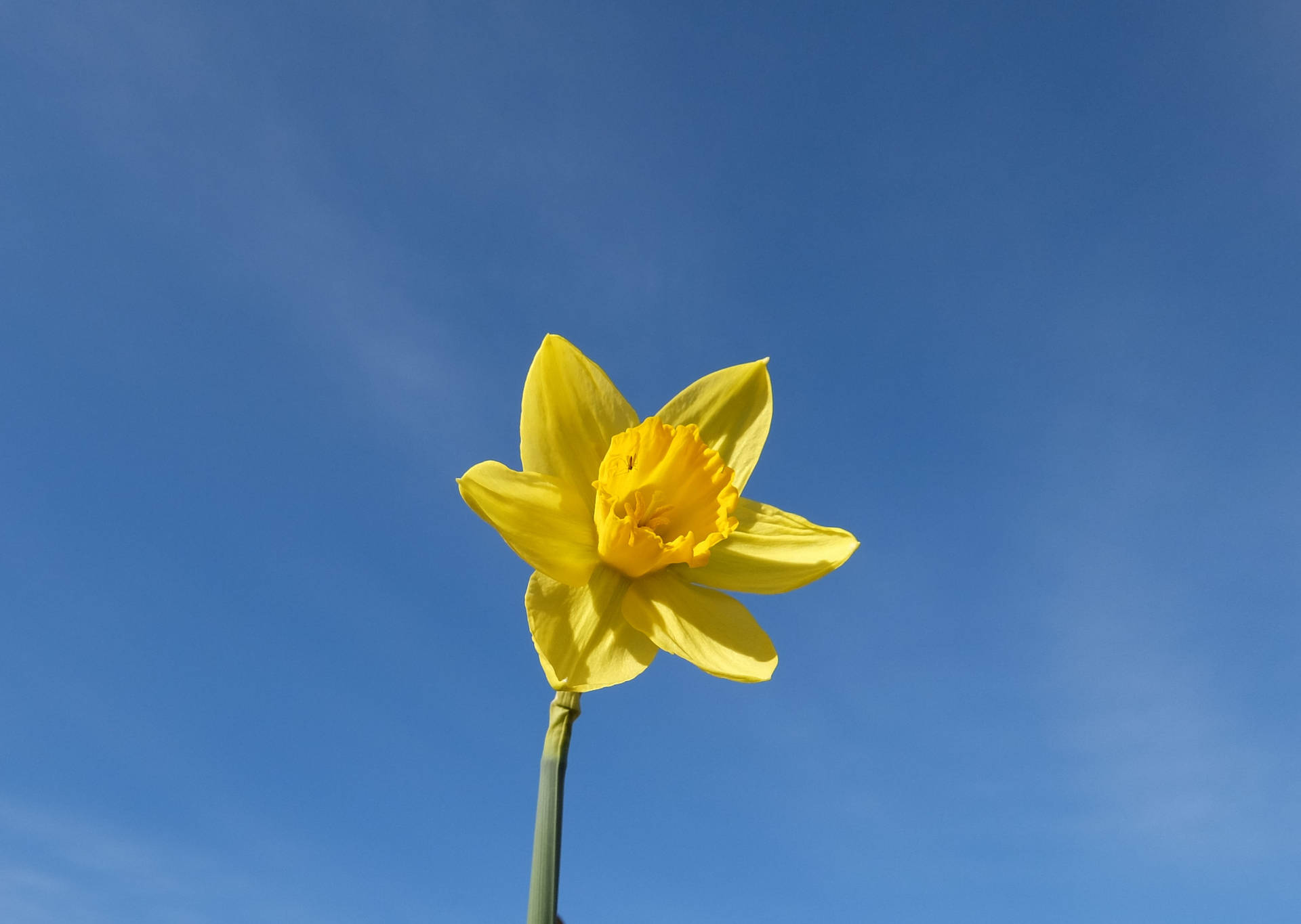 Daffodil 3260X2317 Wallpaper and Background Image