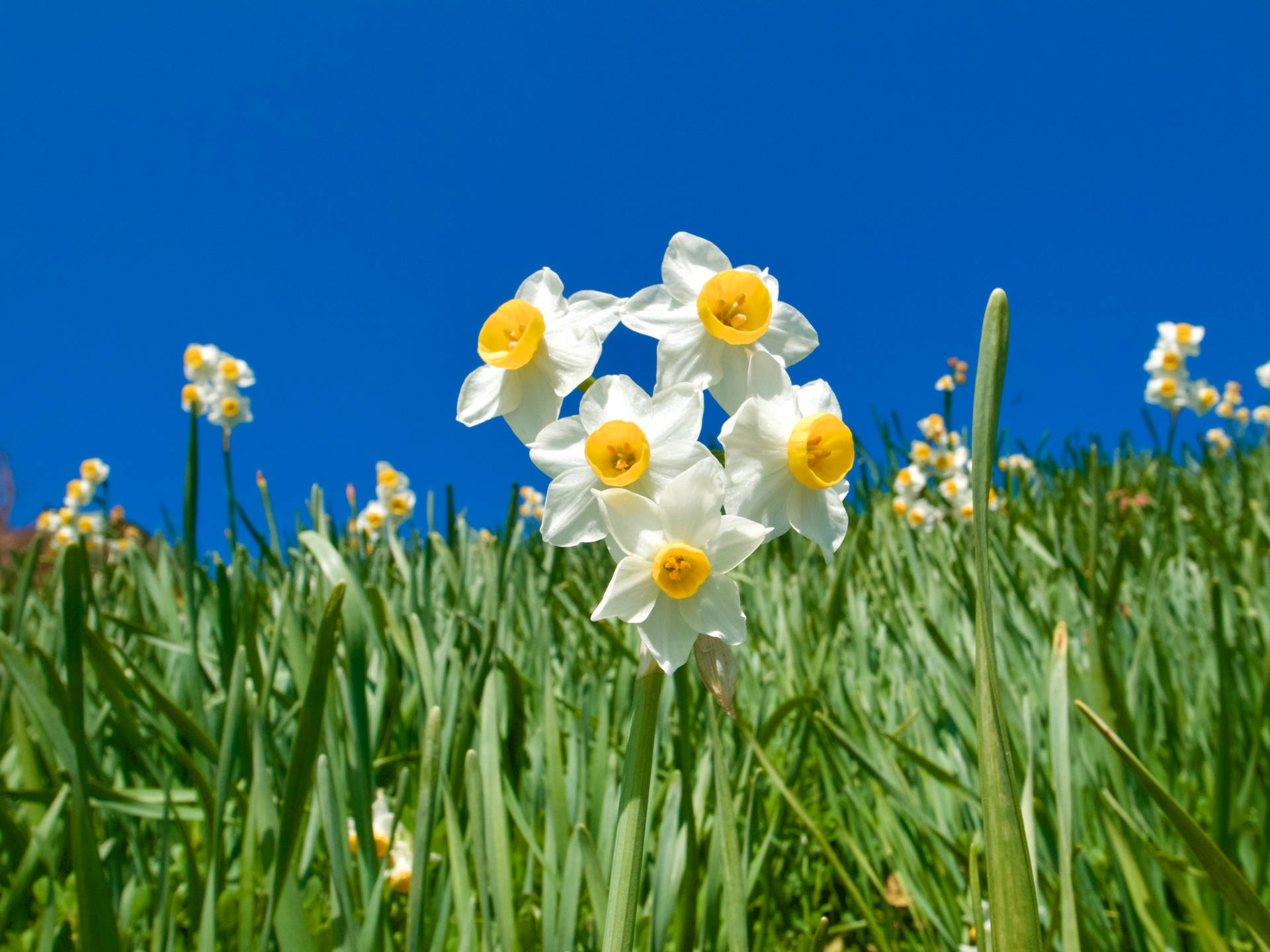 Daffodil 3648X2736 Wallpaper and Background Image