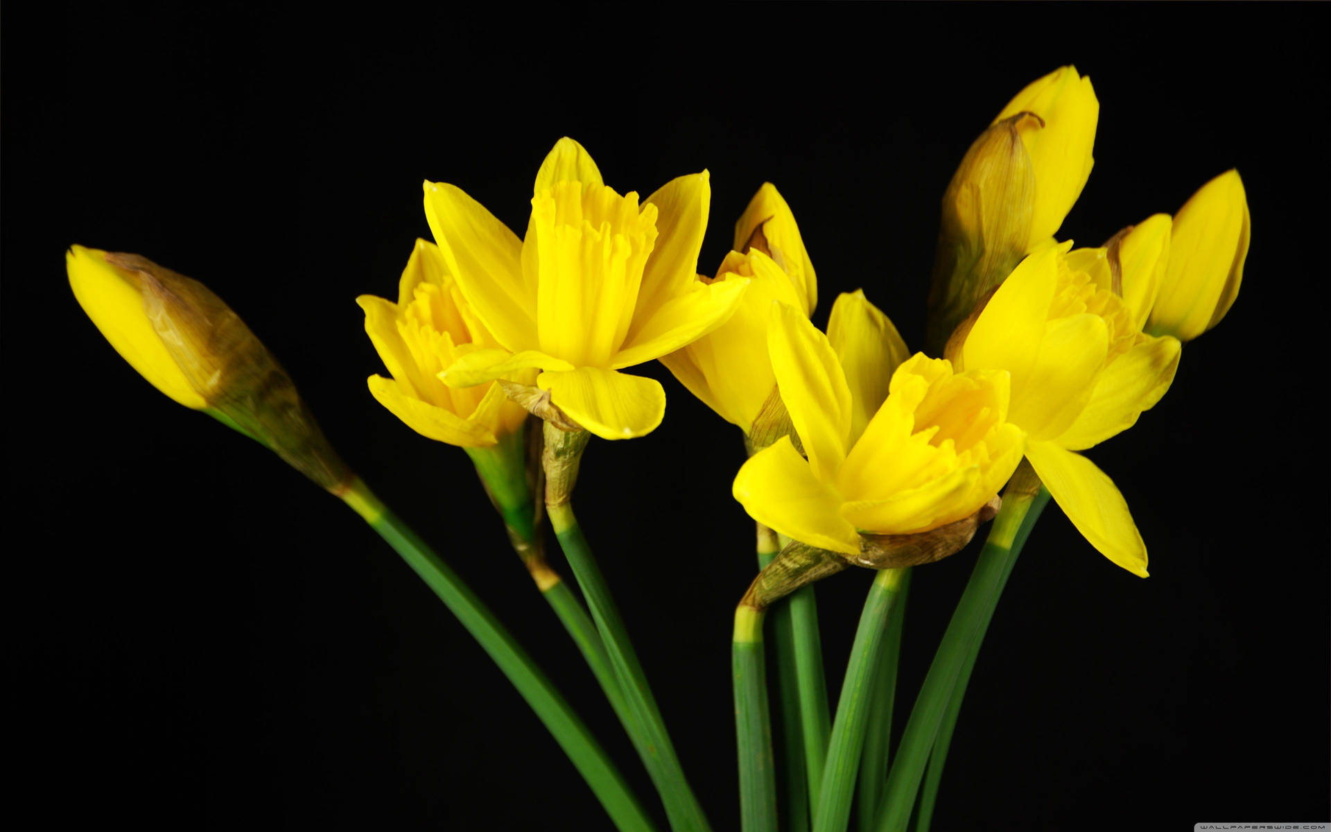 Daffodil 3840X2400 Wallpaper and Background Image