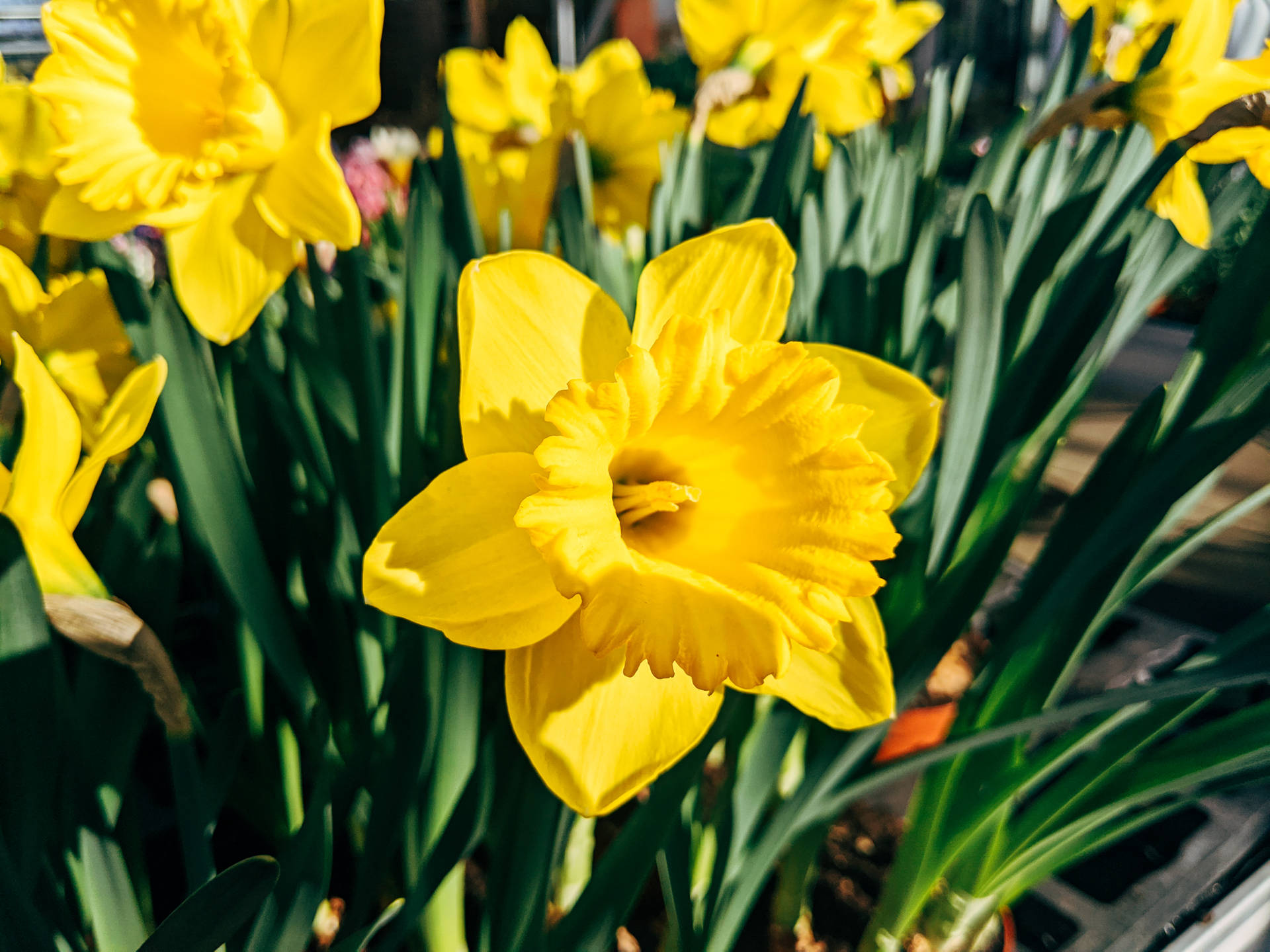 Daffodil 3999X2999 Wallpaper and Background Image