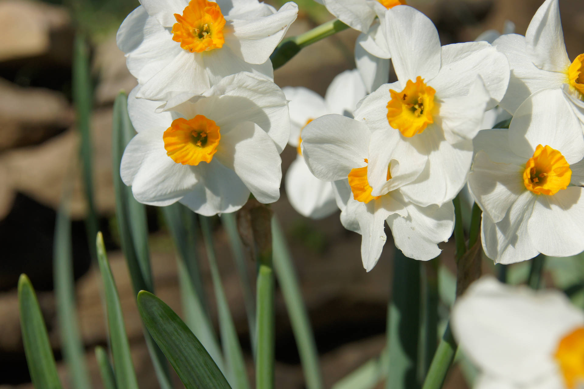 Daffodil 4272X2848 Wallpaper and Background Image