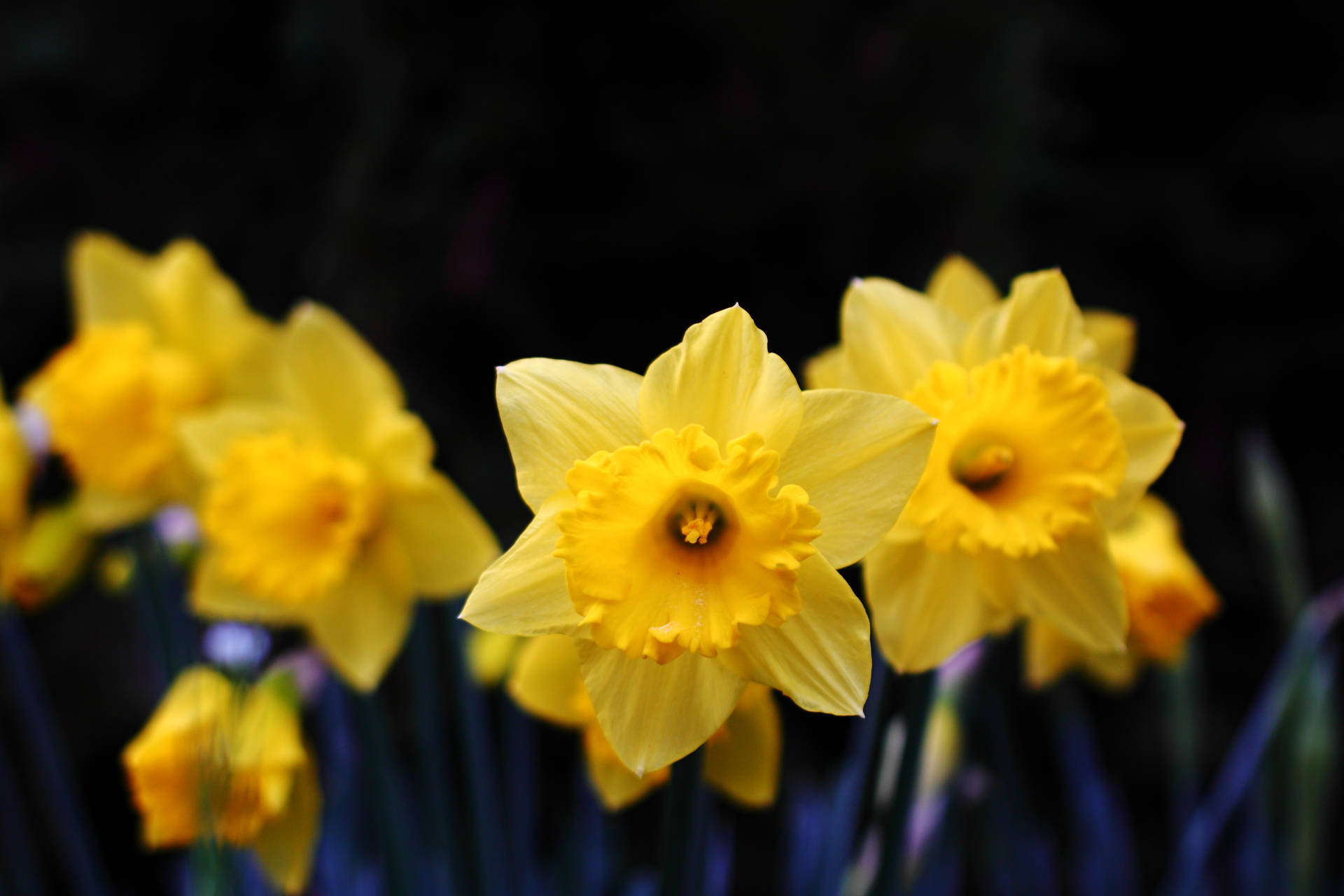 Daffodil 4470X2980 Wallpaper and Background Image