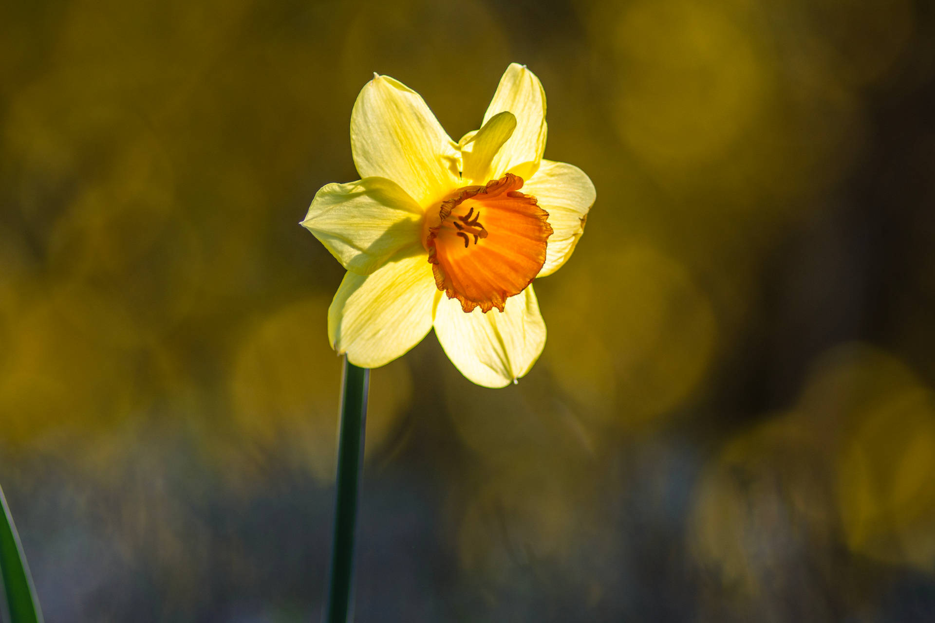 Daffodil 4800X3200 Wallpaper and Background Image