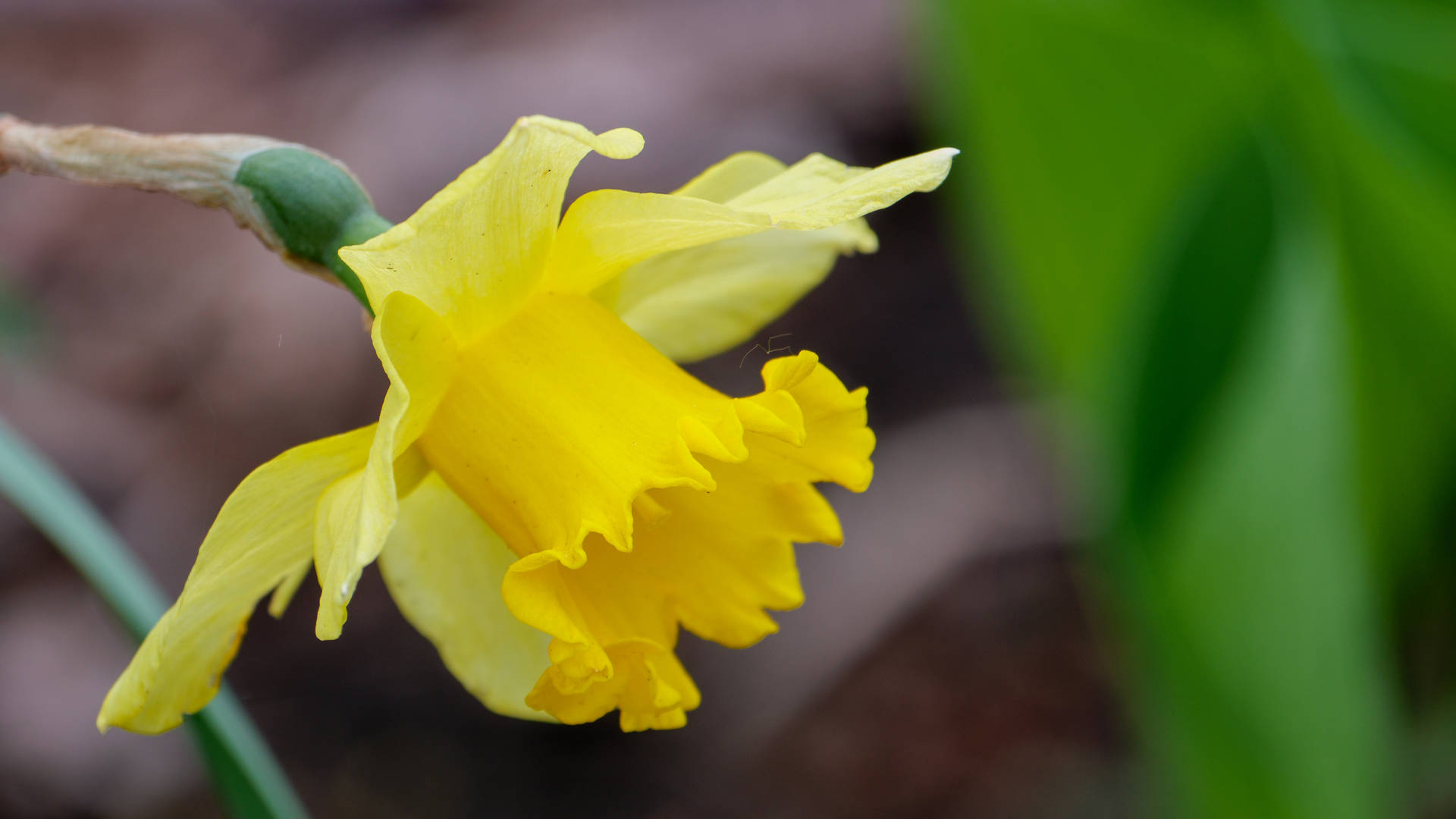 Daffodil 5184X2916 Wallpaper and Background Image