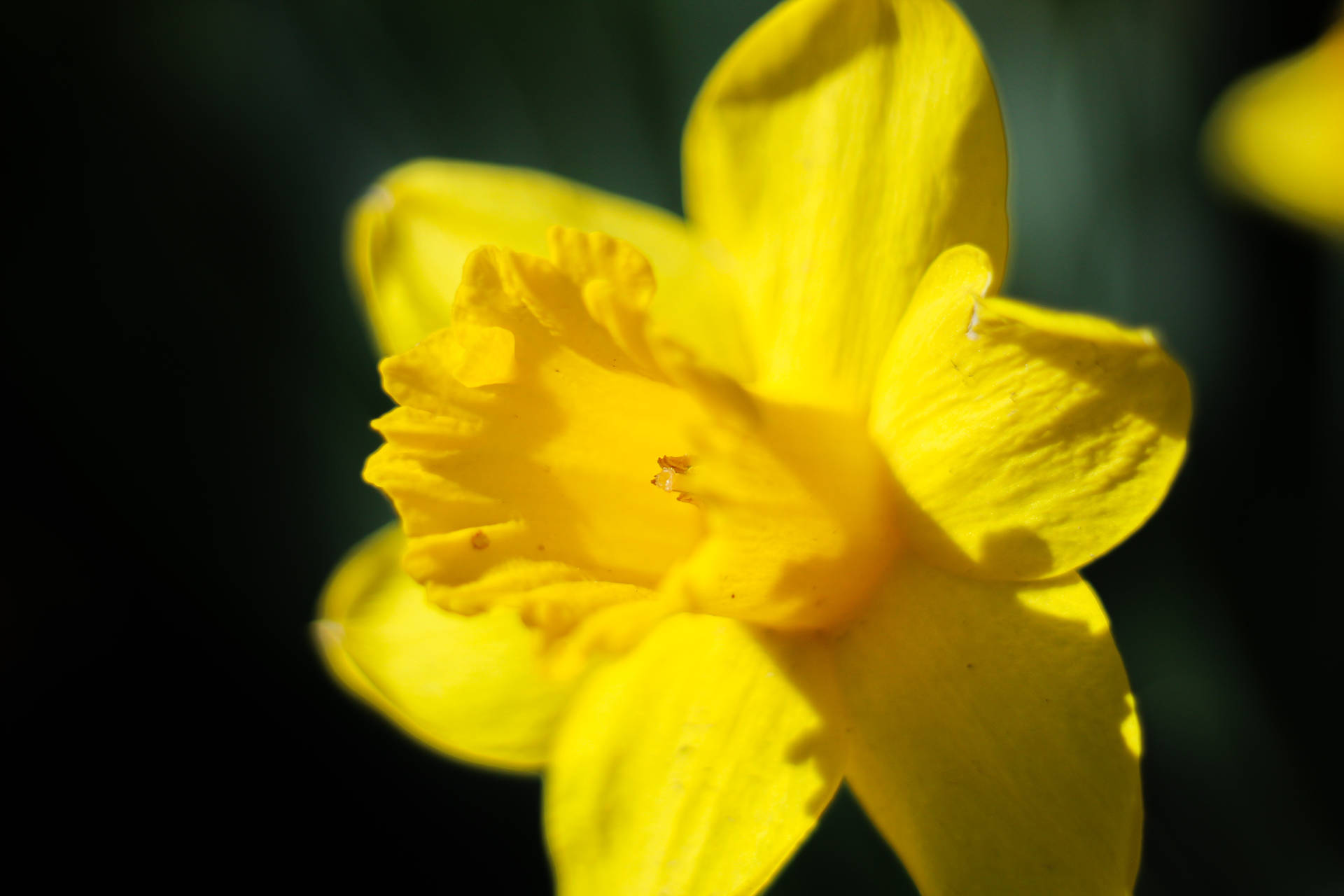 Daffodil 5184X3456 Wallpaper and Background Image