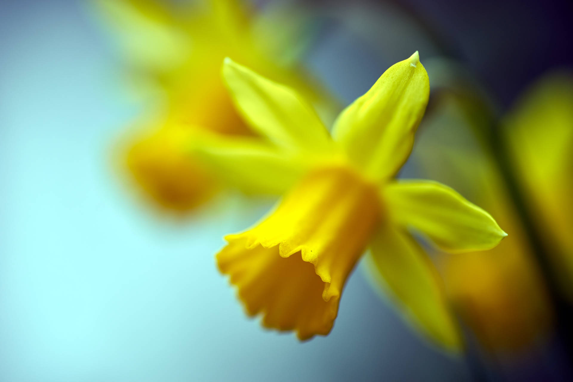 Daffodil 6000X4000 Wallpaper and Background Image