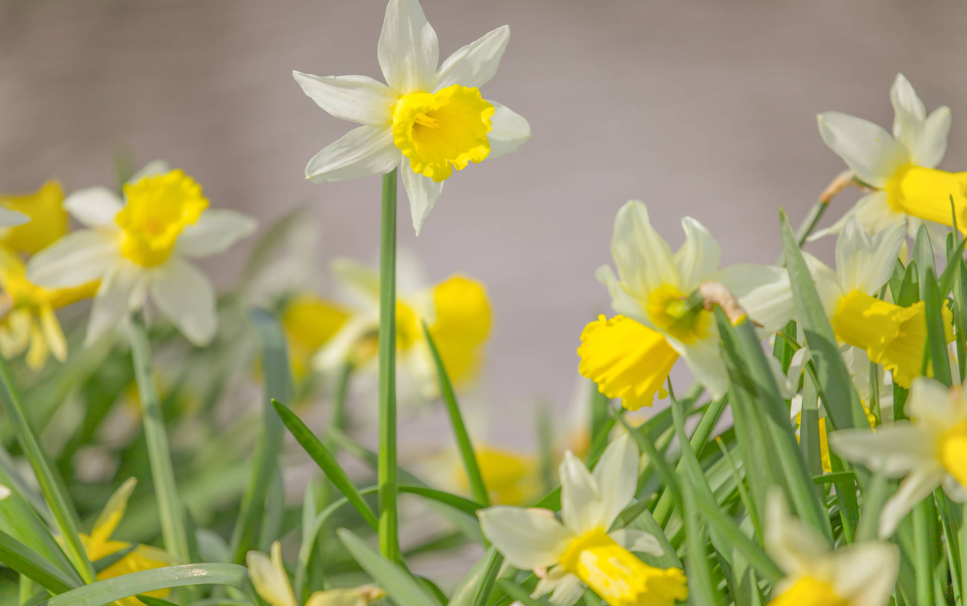 Daffodil 6164X3867 Wallpaper and Background Image