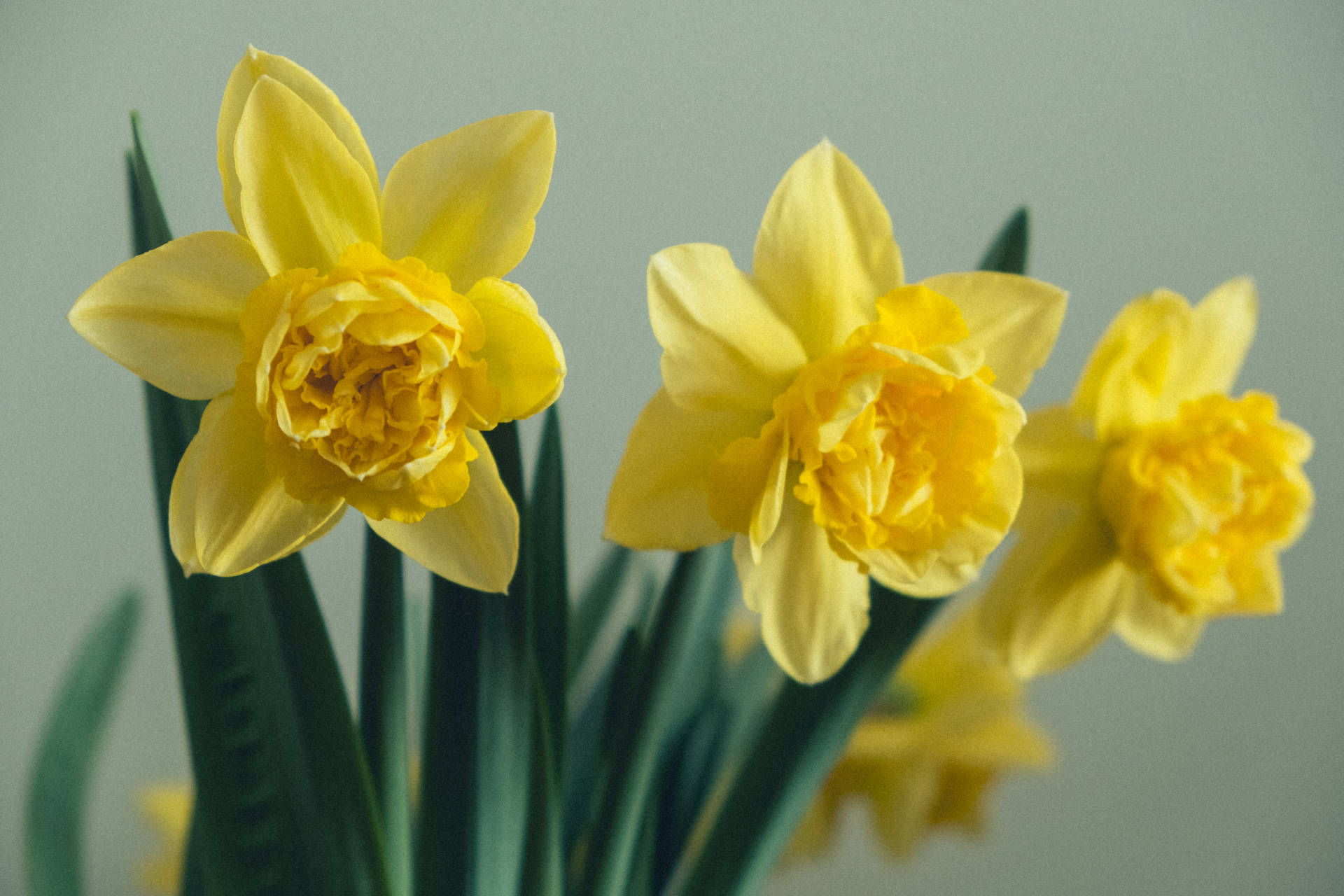 Daffodil 6240X4160 Wallpaper and Background Image