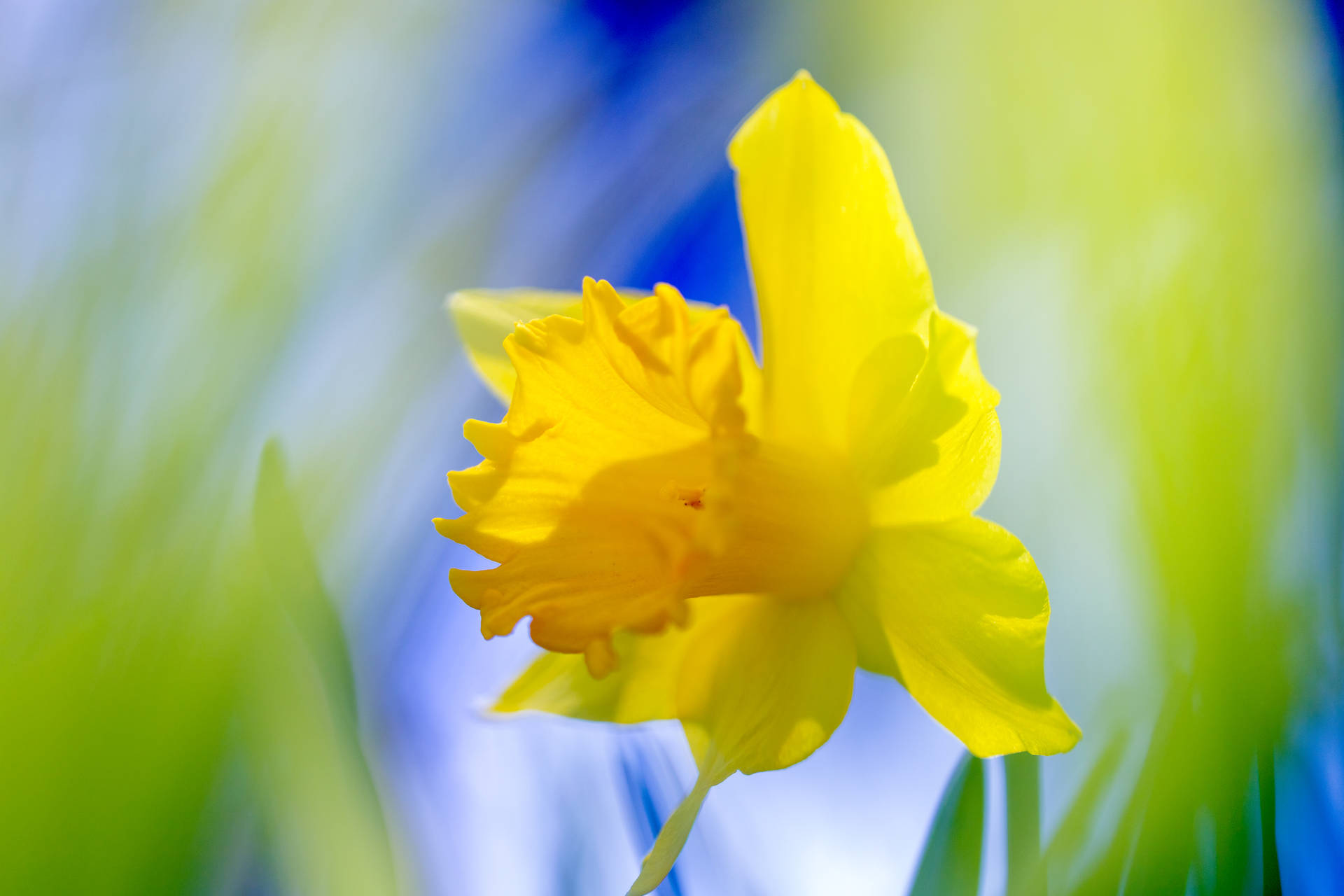 Daffodil 6240X4160 Wallpaper and Background Image