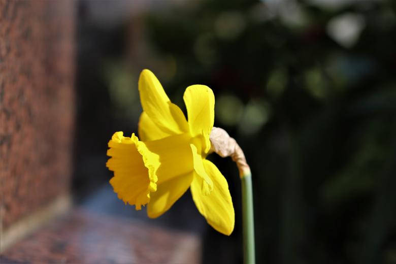 Daffodil 780X520 Wallpaper and Background Image