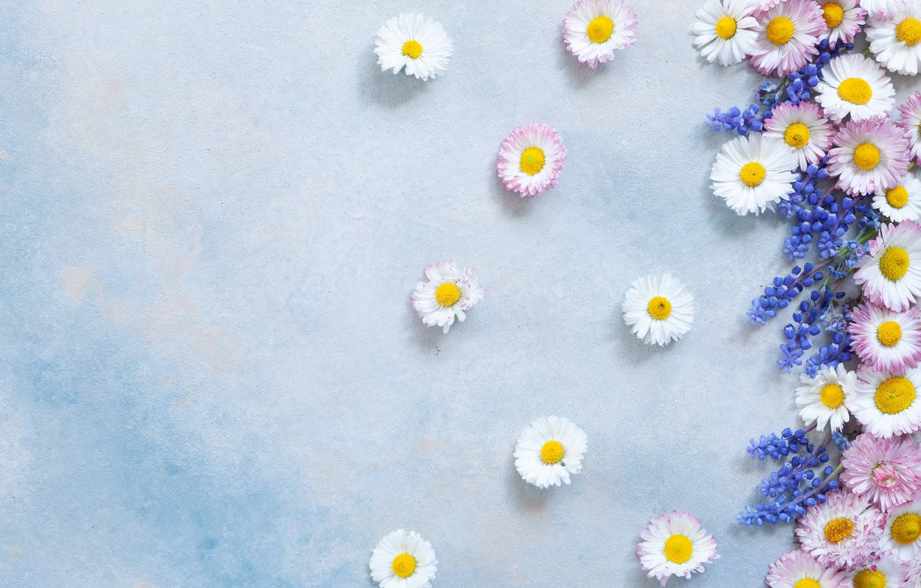 1332X850 Daisy Wallpaper and Background