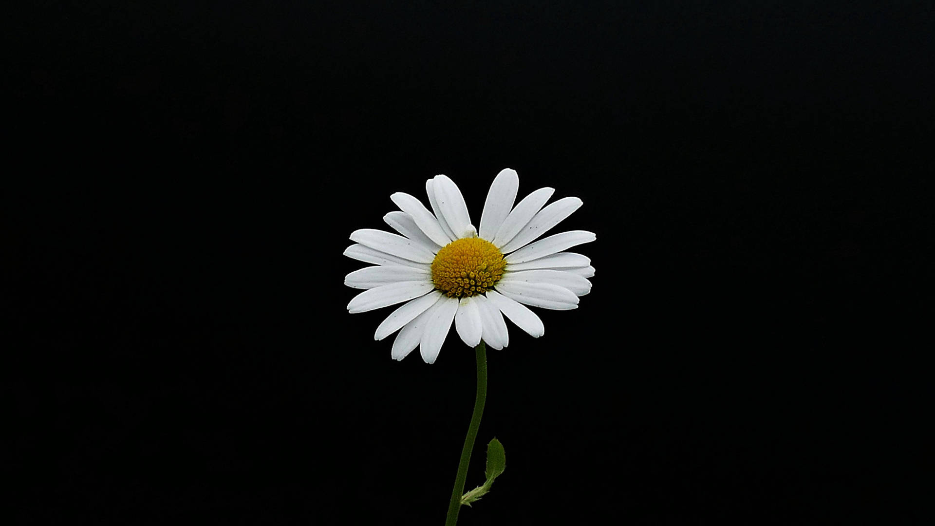 Daisy 1920X1080 Wallpaper and Background Image