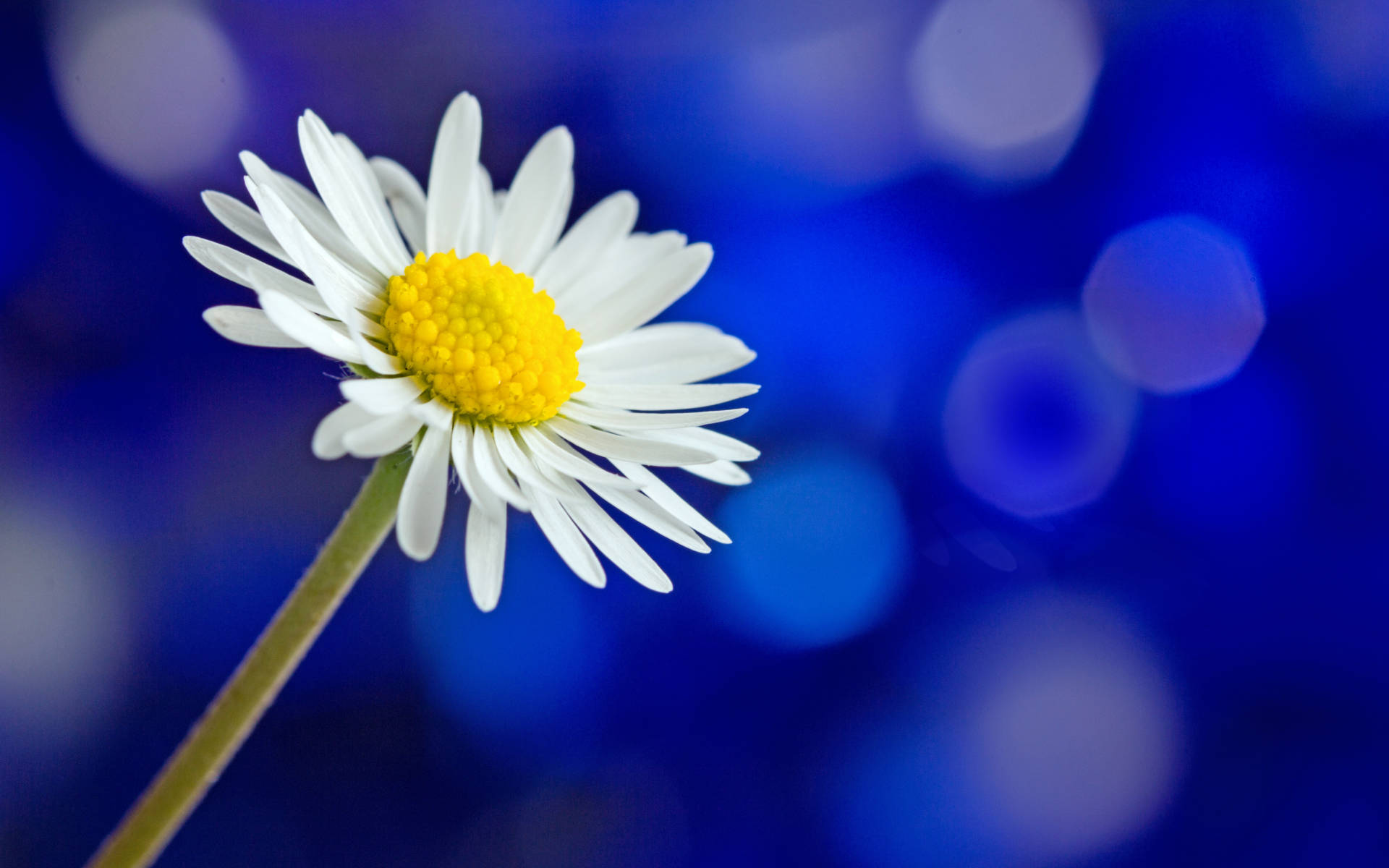 Daisy 1920X1200 Wallpaper and Background Image