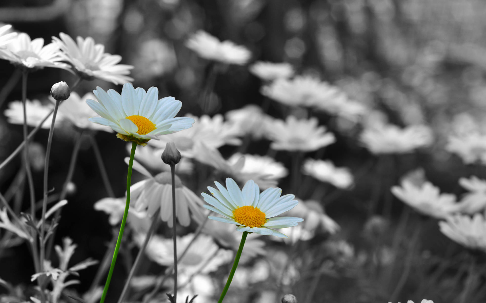Daisy 1920X1200 Wallpaper and Background Image