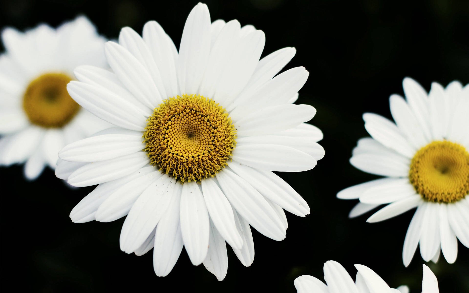 1920X1200 Daisy Wallpaper and Background