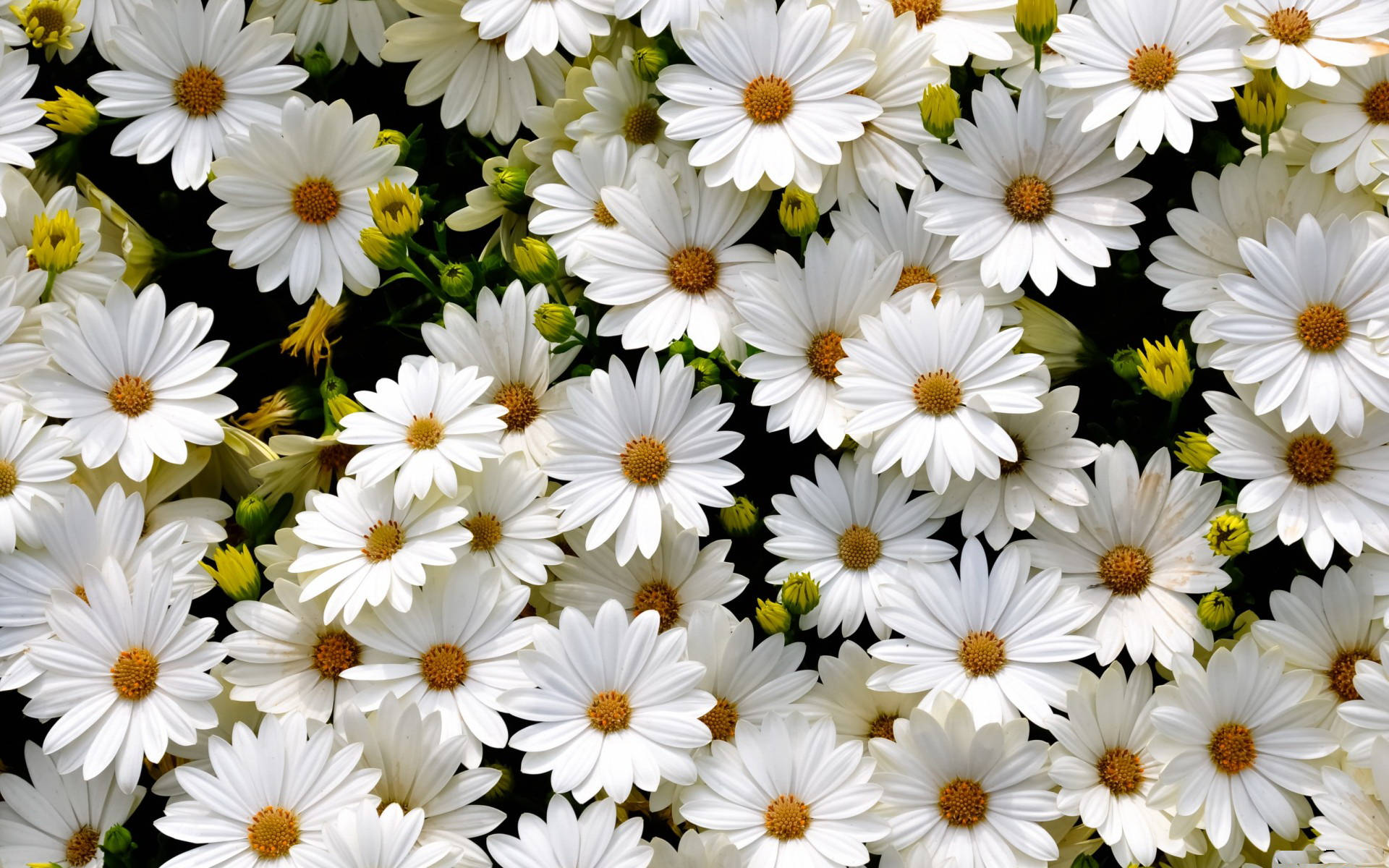 1920X1200 Daisy Wallpaper and Background