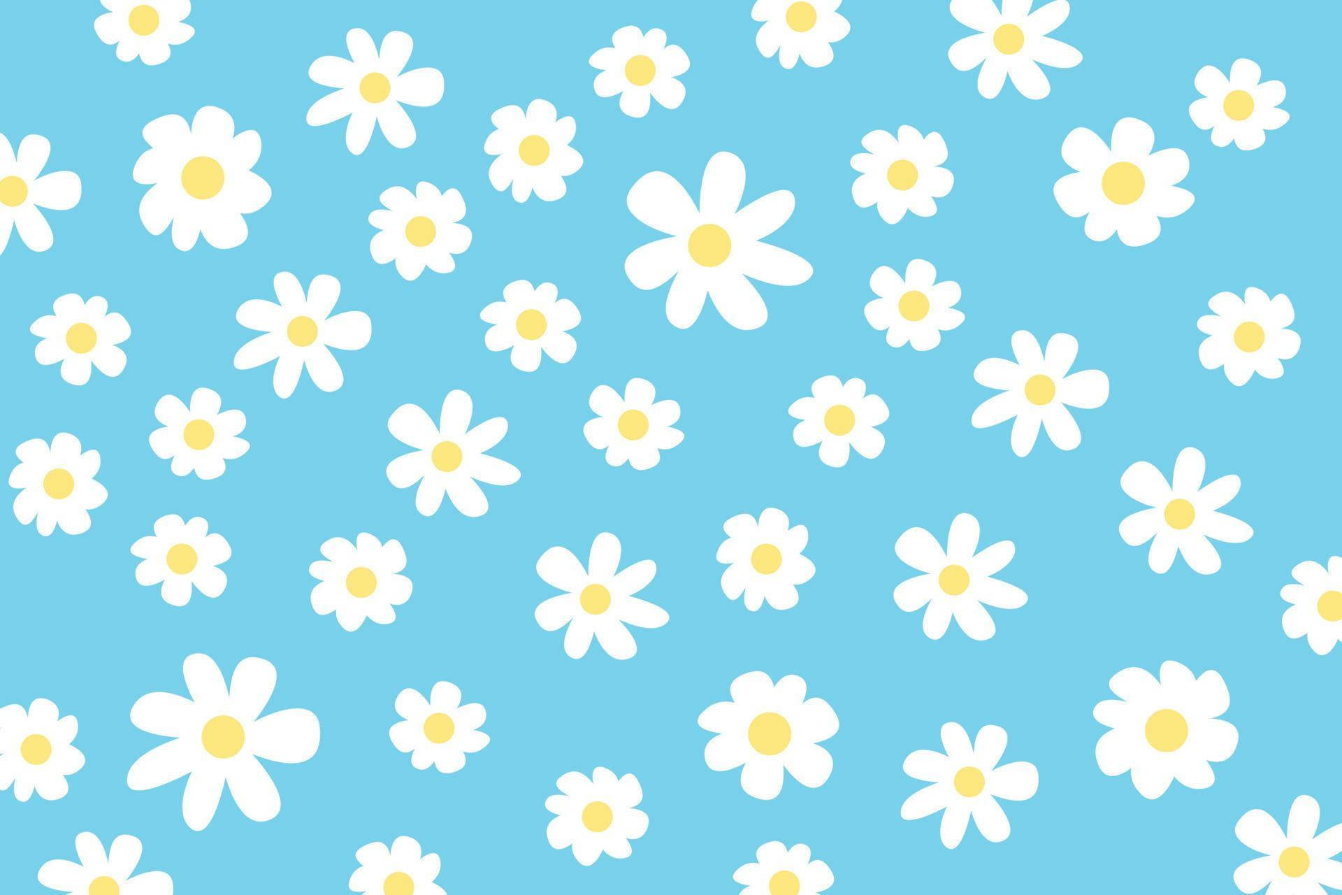 Daisy 1920X1280 Wallpaper and Background Image