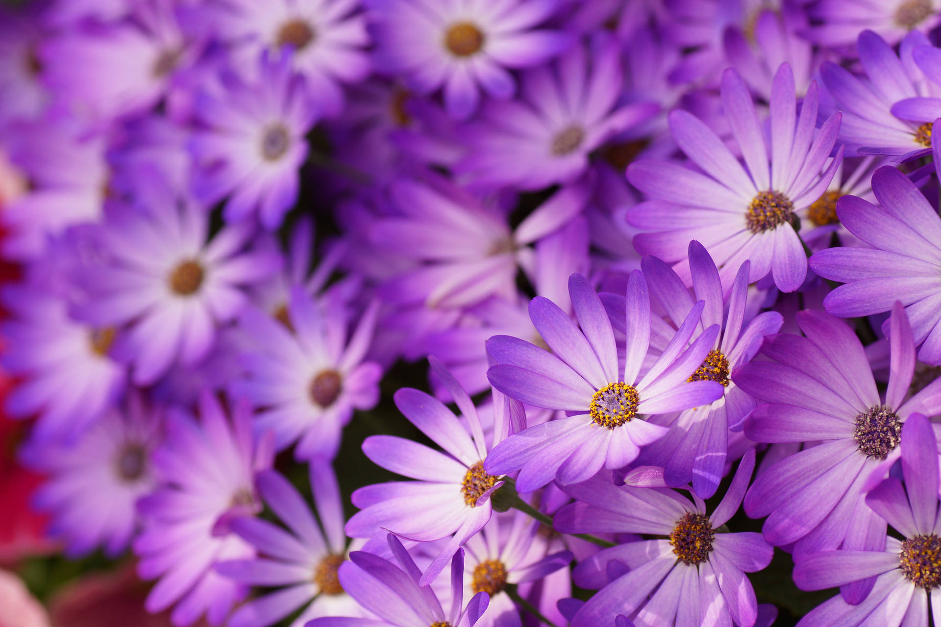Daisy 2048X1365 Wallpaper and Background Image