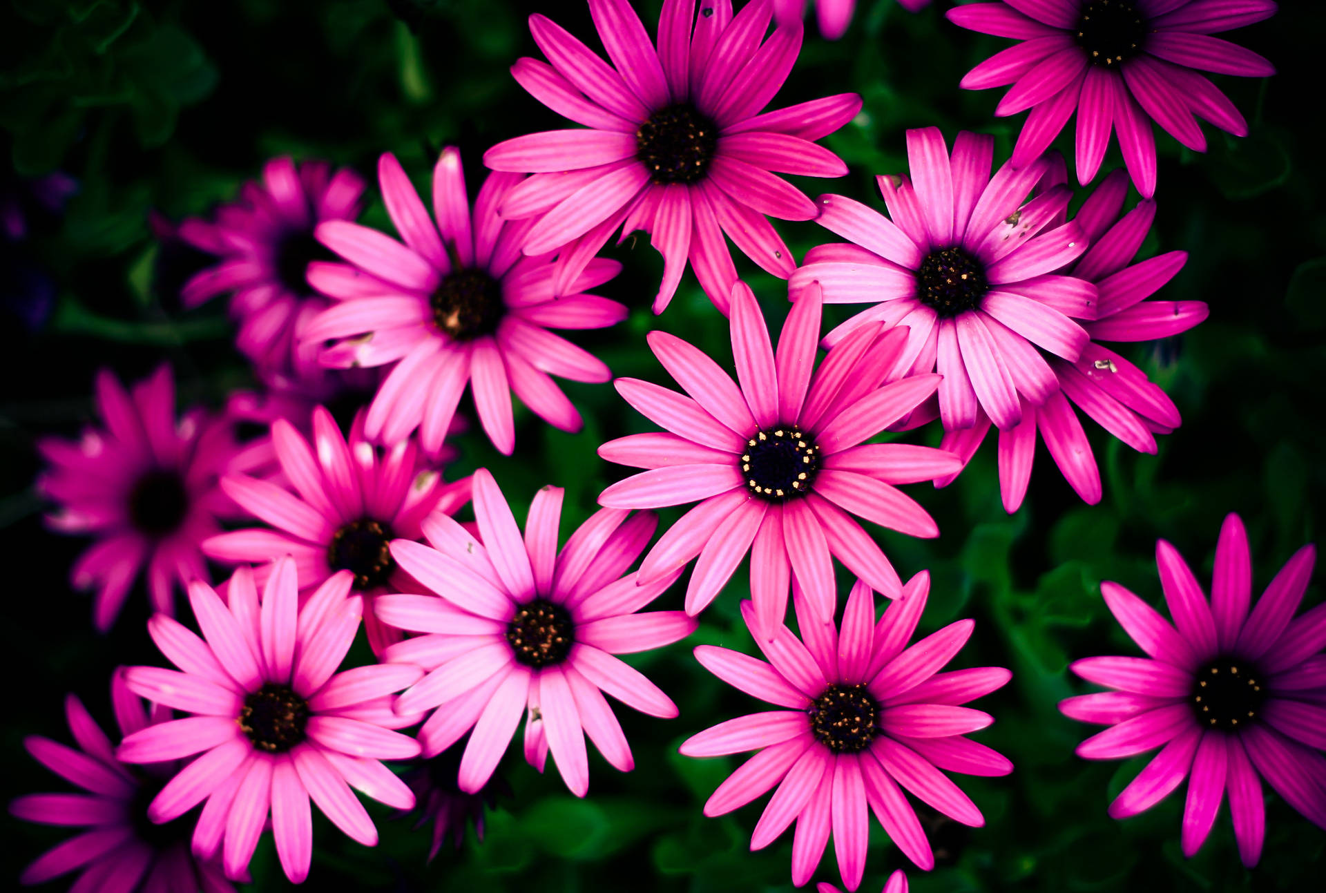 Daisy 2048X1379 Wallpaper and Background Image