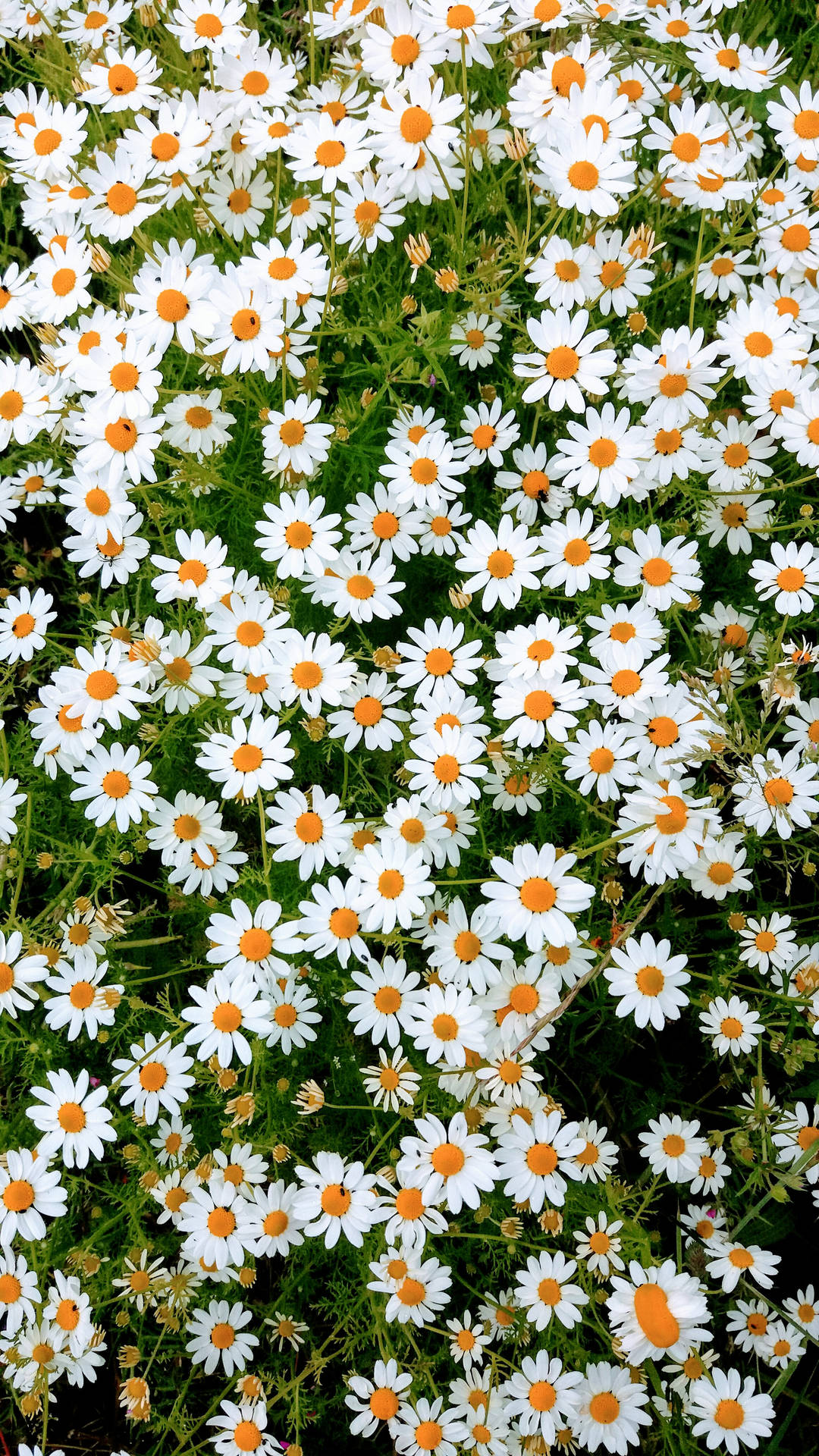 2322X4128 Daisy Wallpaper and Background