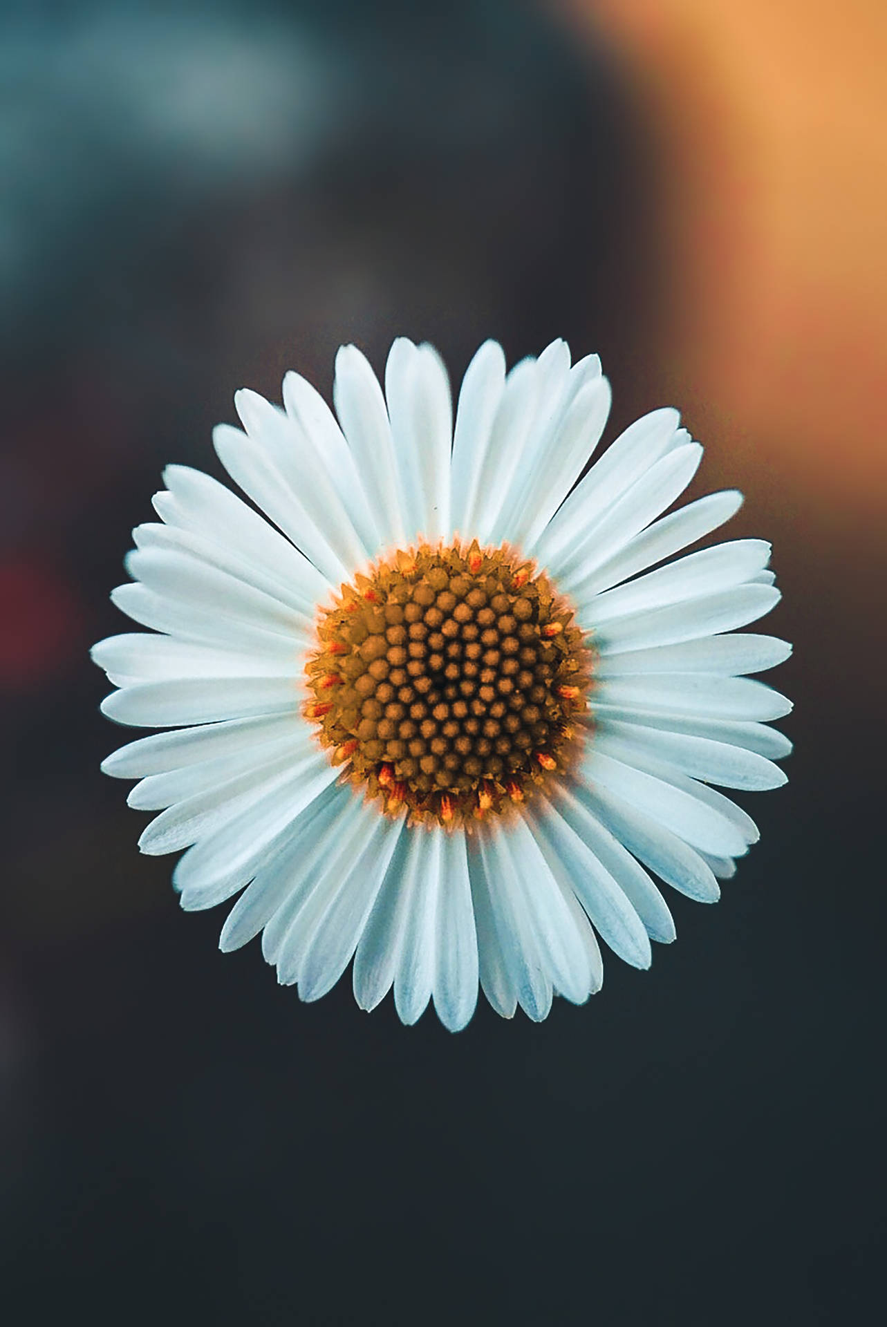 Daisy 2333X3490 Wallpaper and Background Image