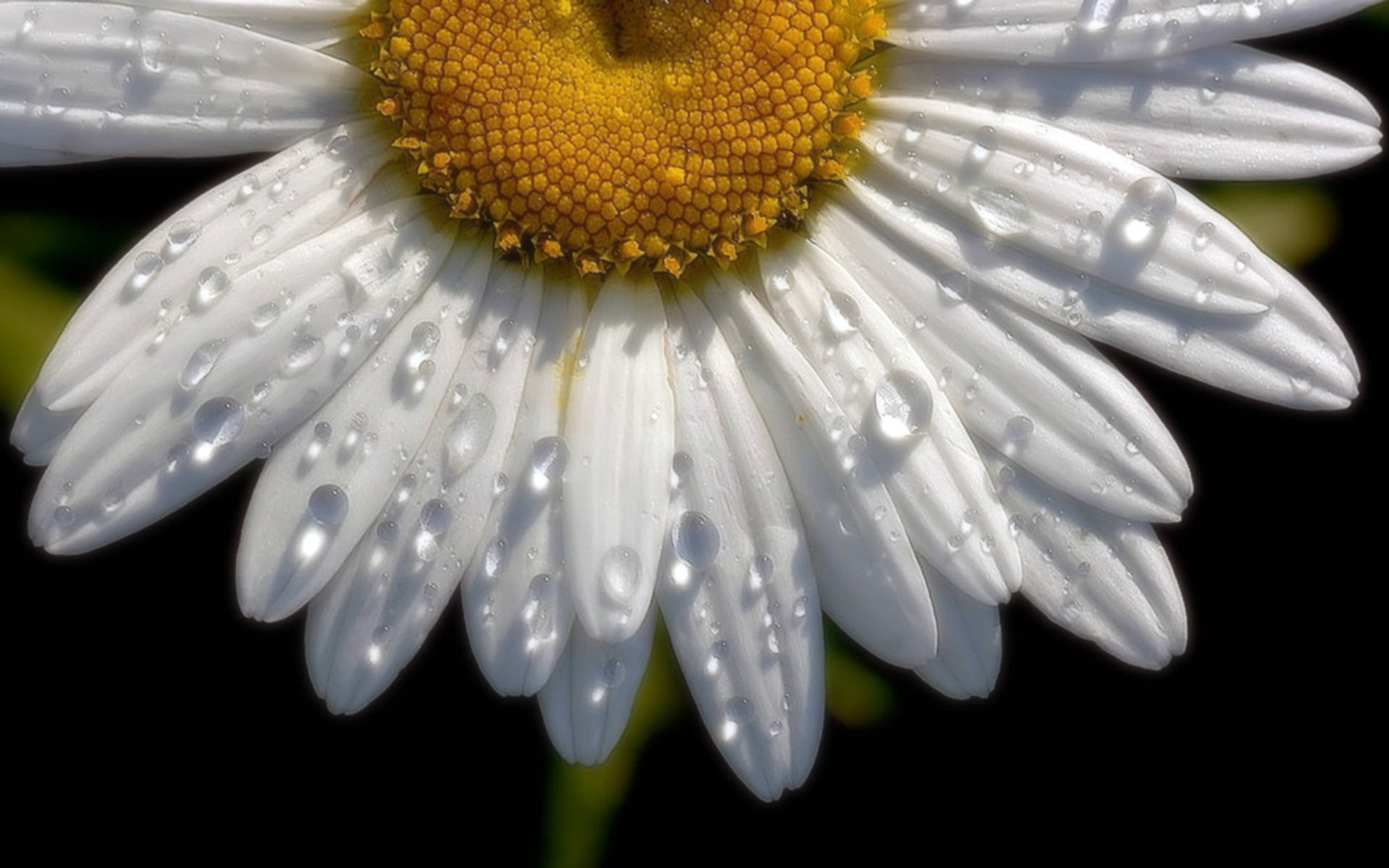 Daisy 2560X1600 Wallpaper and Background Image