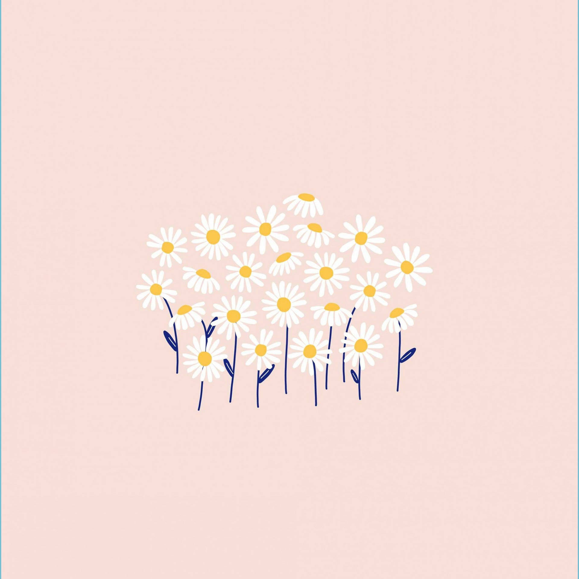 Daisy 2560X2560 Wallpaper and Background Image