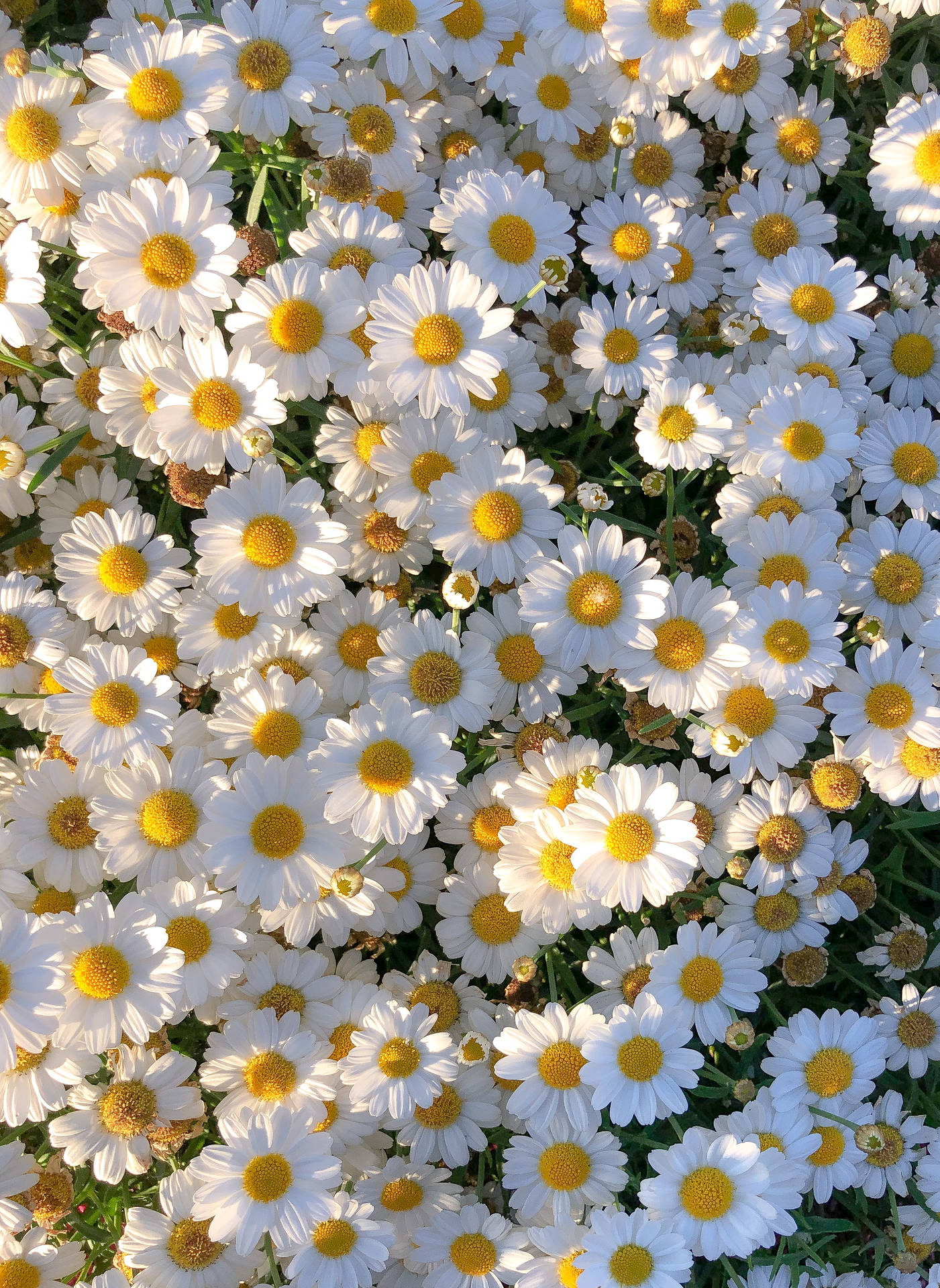 2687X3683 Daisy Wallpaper and Background