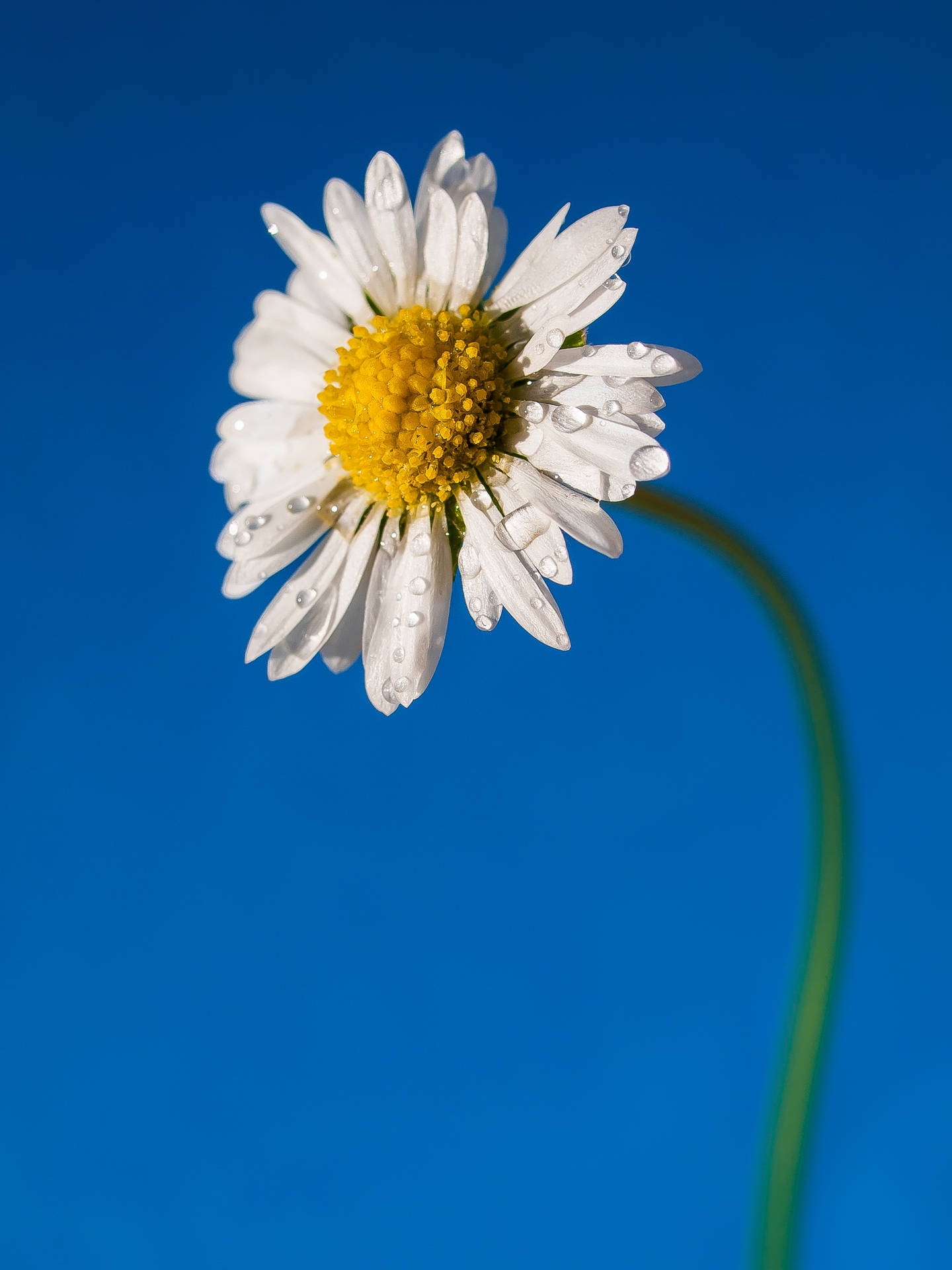 2736X3648 Daisy Wallpaper and Background