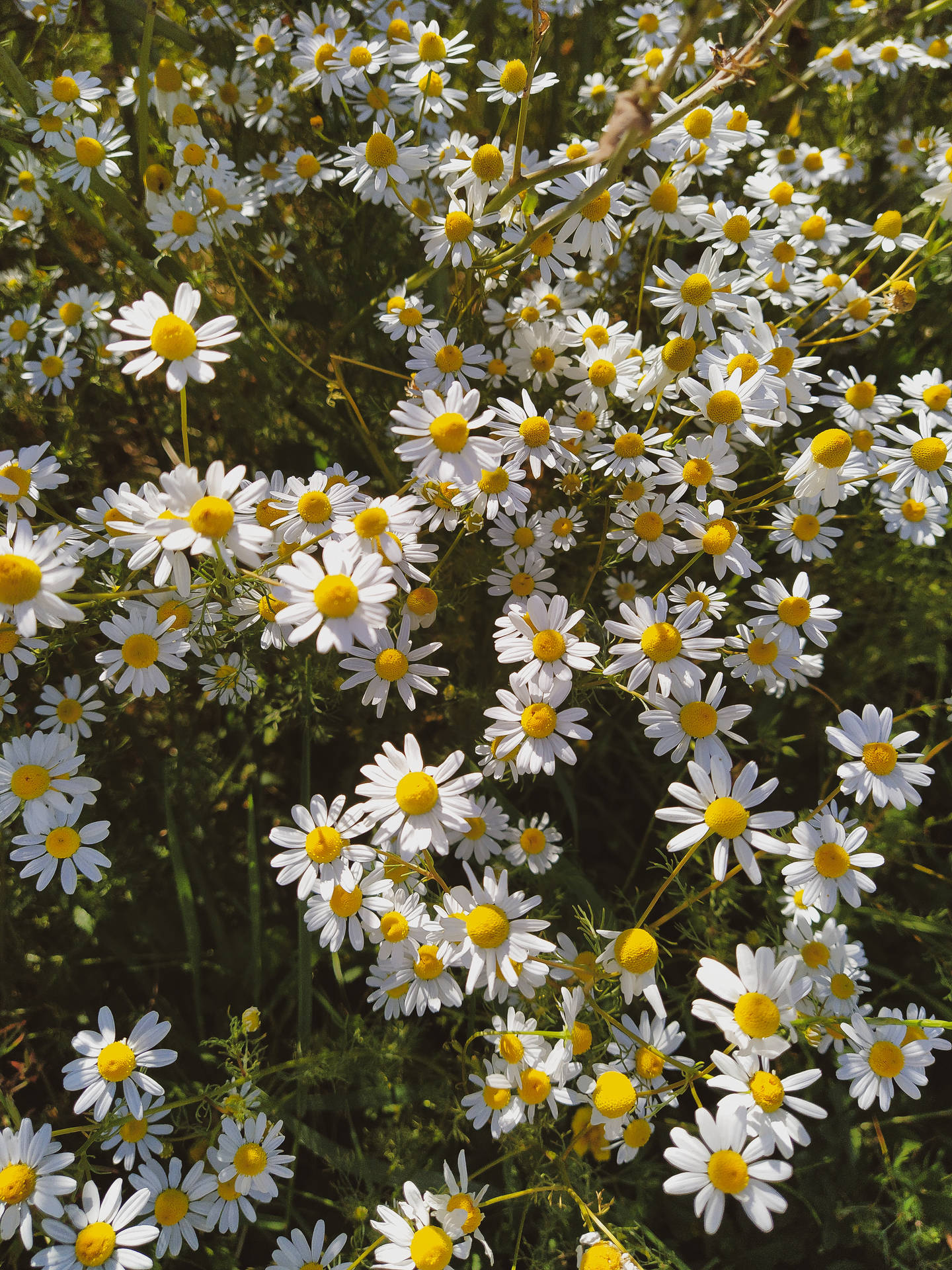 Daisy 3000X4000 Wallpaper and Background Image