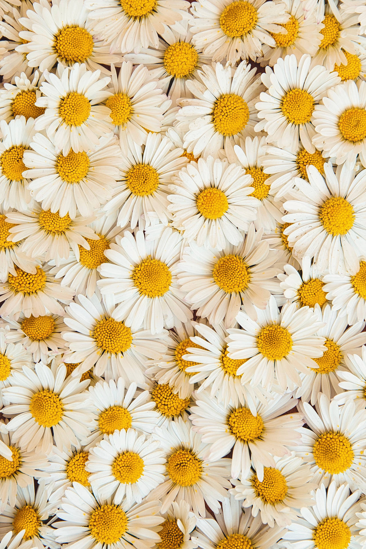 3057X4586 Daisy Wallpaper and Background