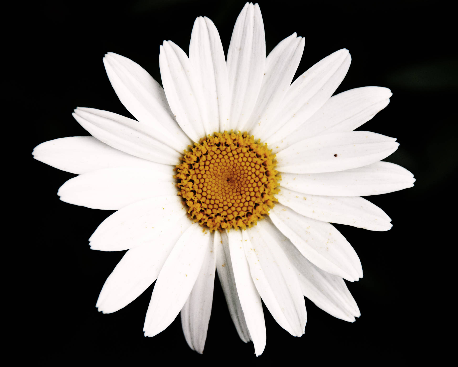 Daisy 3160X2528 Wallpaper and Background Image