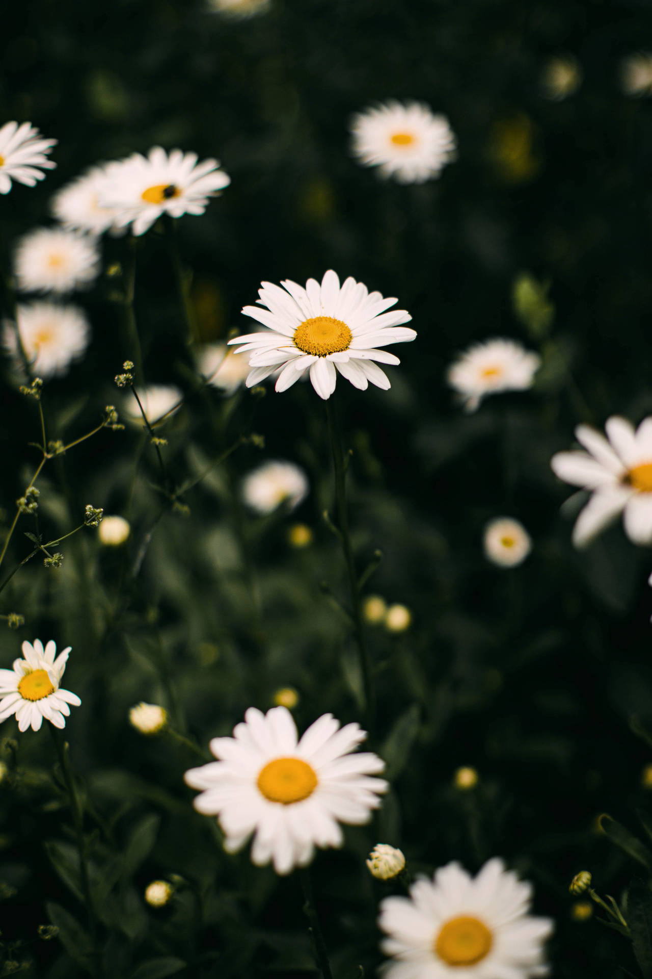 3447X5170 Daisy Wallpaper and Background