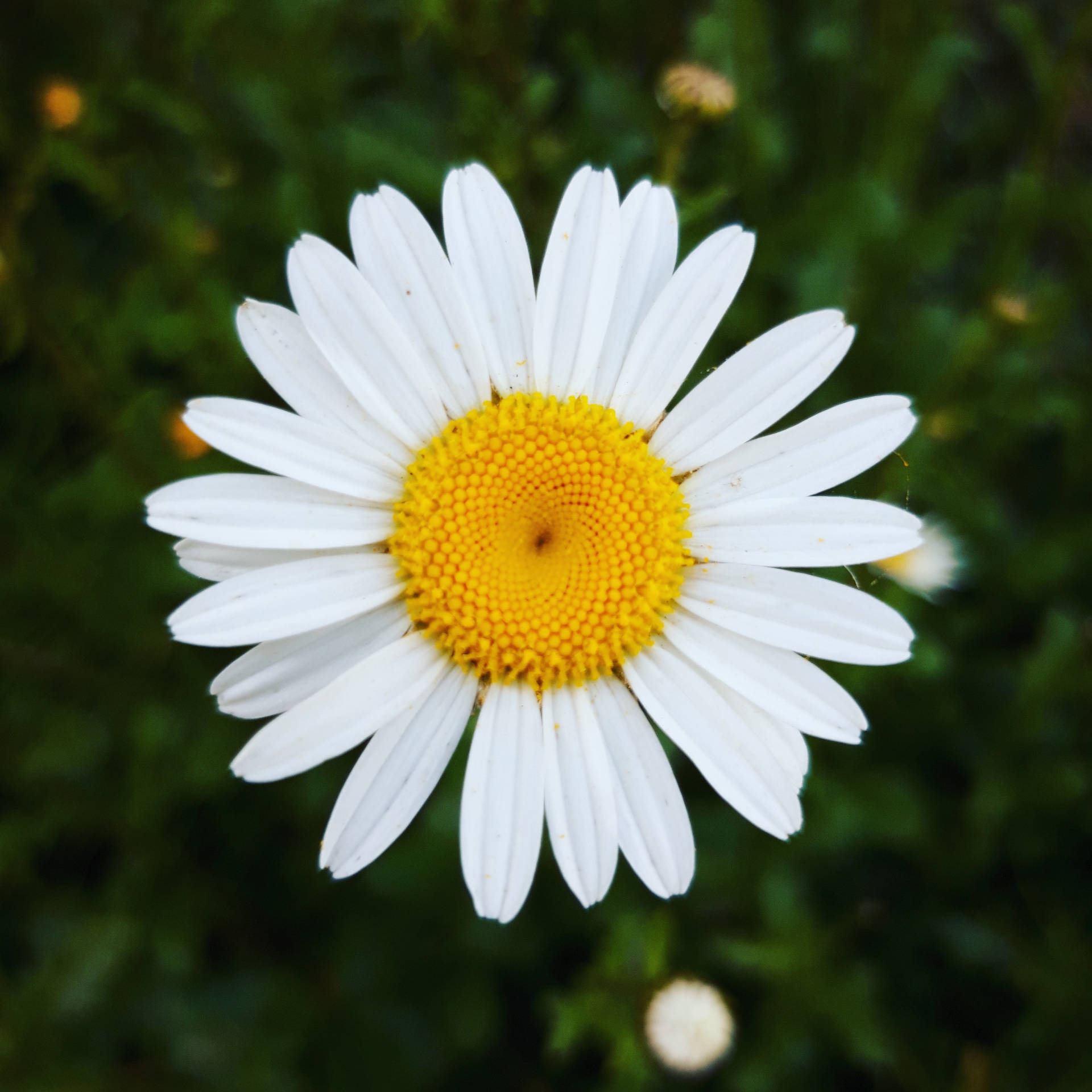 3456X3456 Daisy Wallpaper and Background