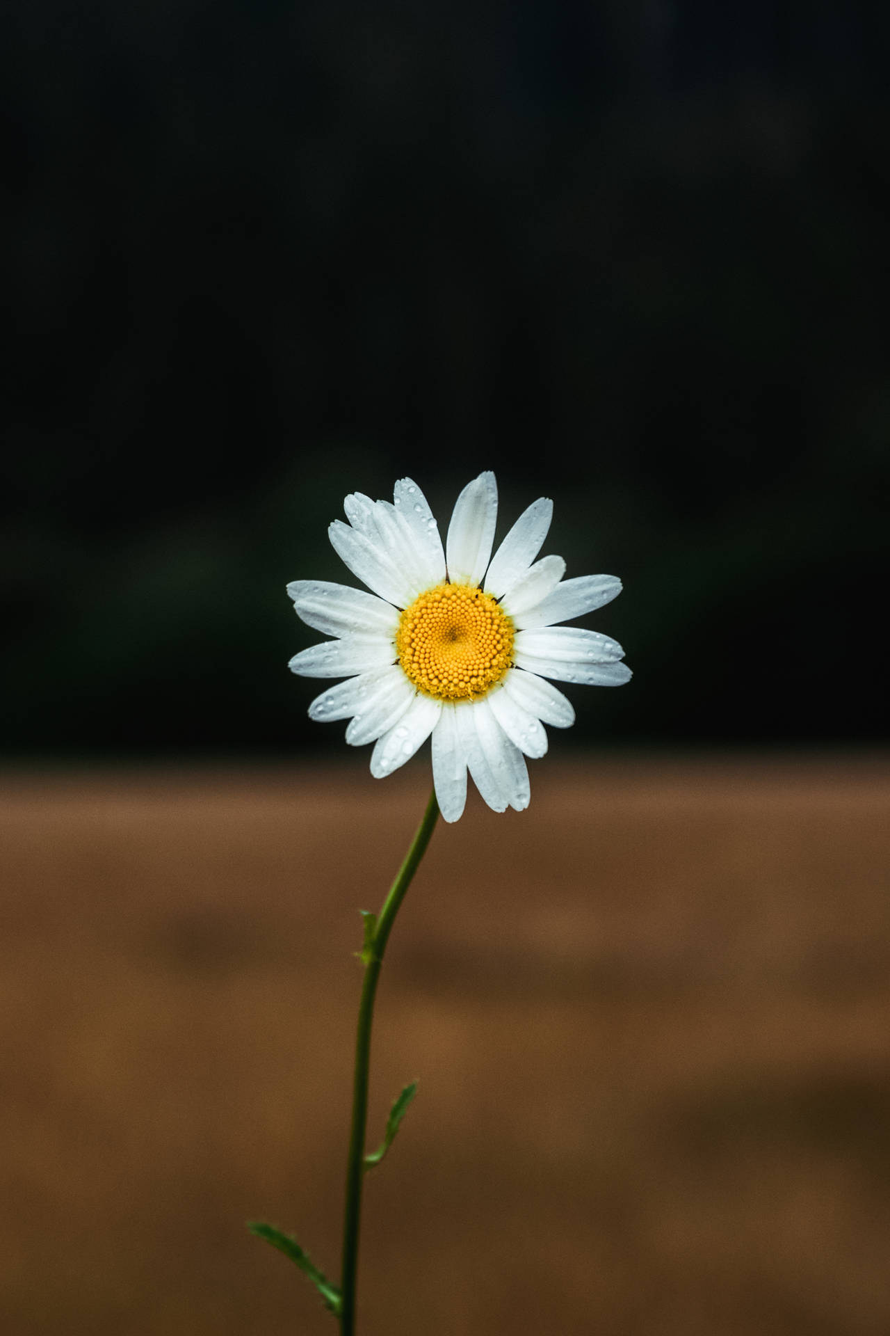 3776X5664 Daisy Wallpaper and Background