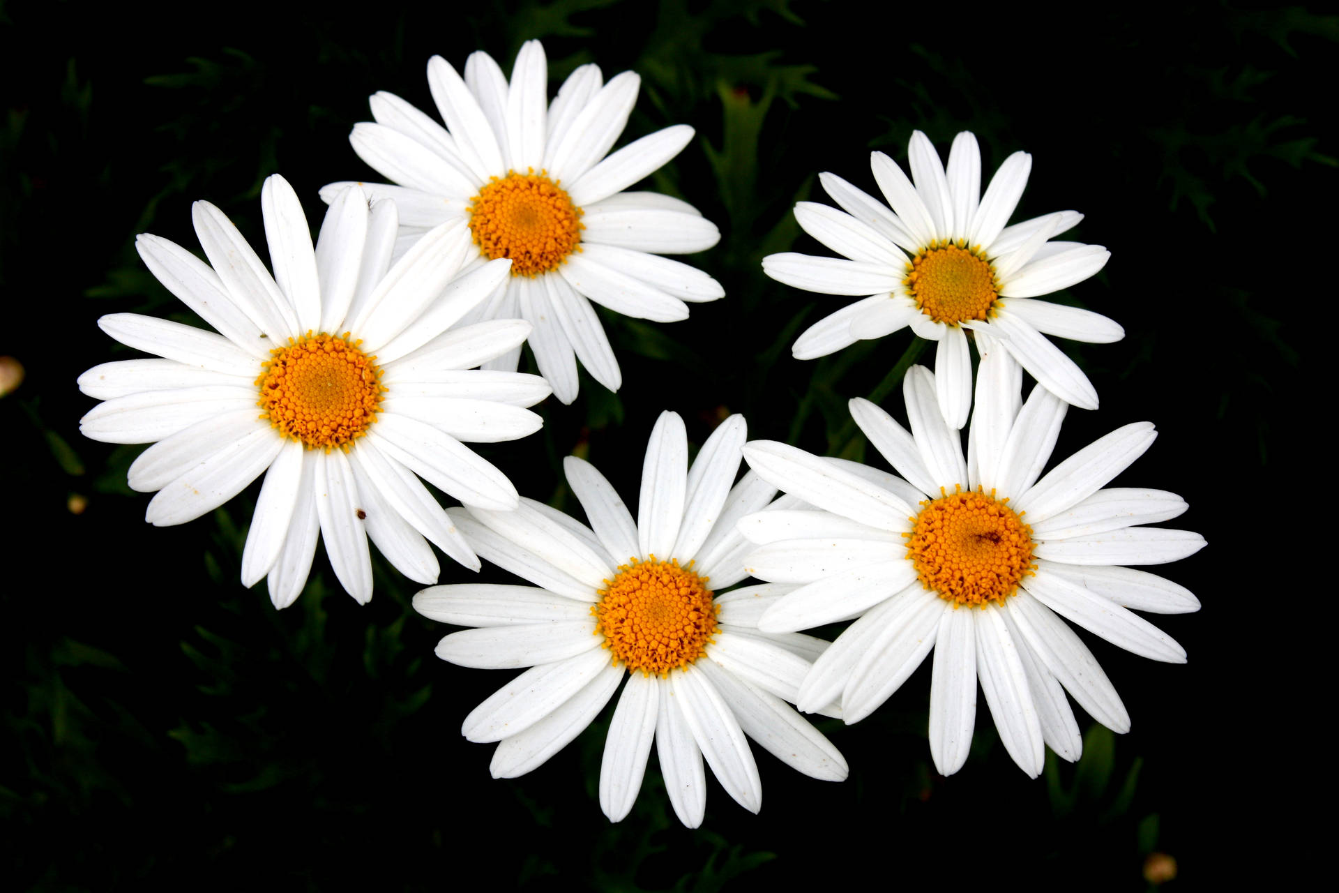 Daisy 4272X2848 Wallpaper and Background Image