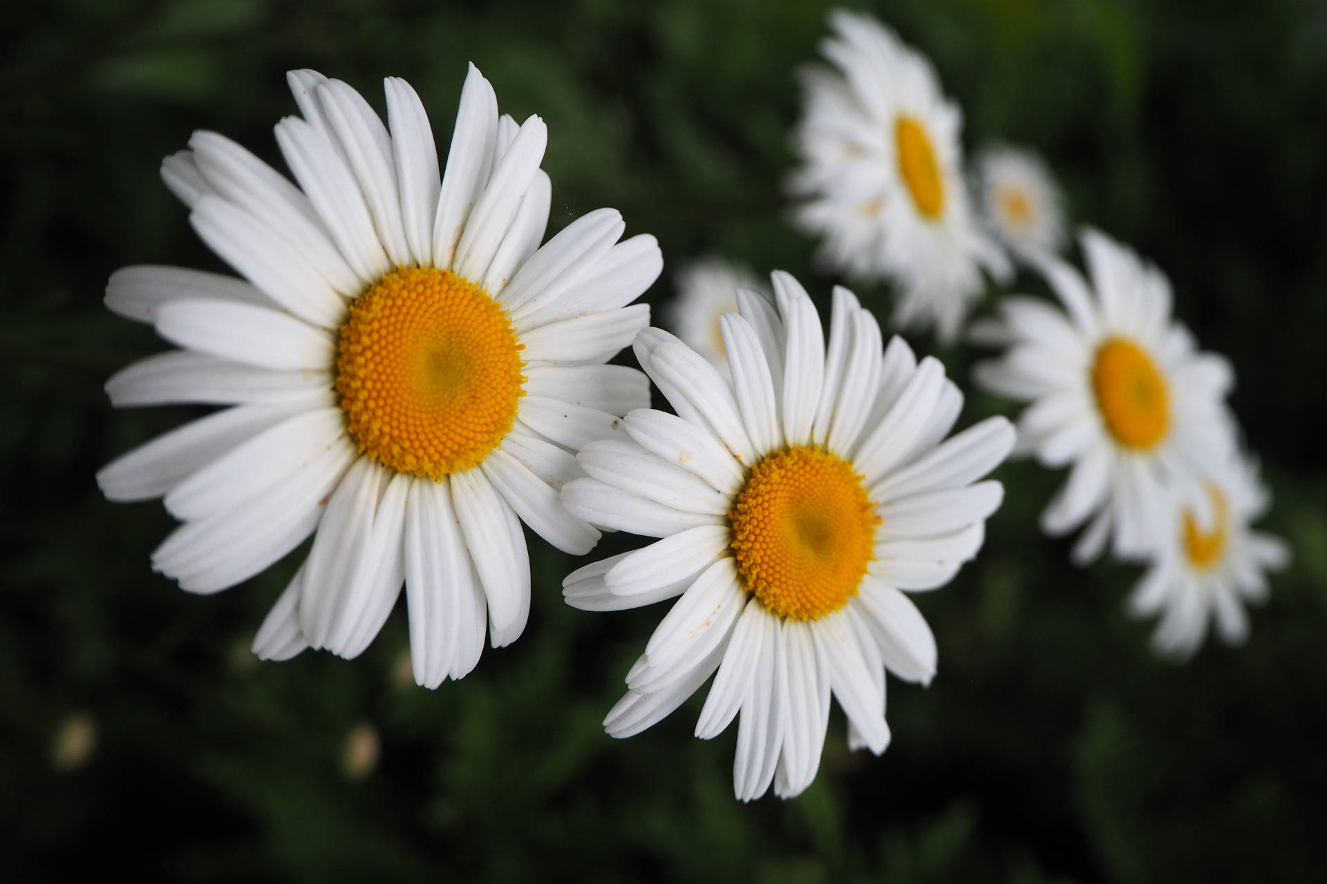 Daisy 4608X3072 Wallpaper and Background Image
