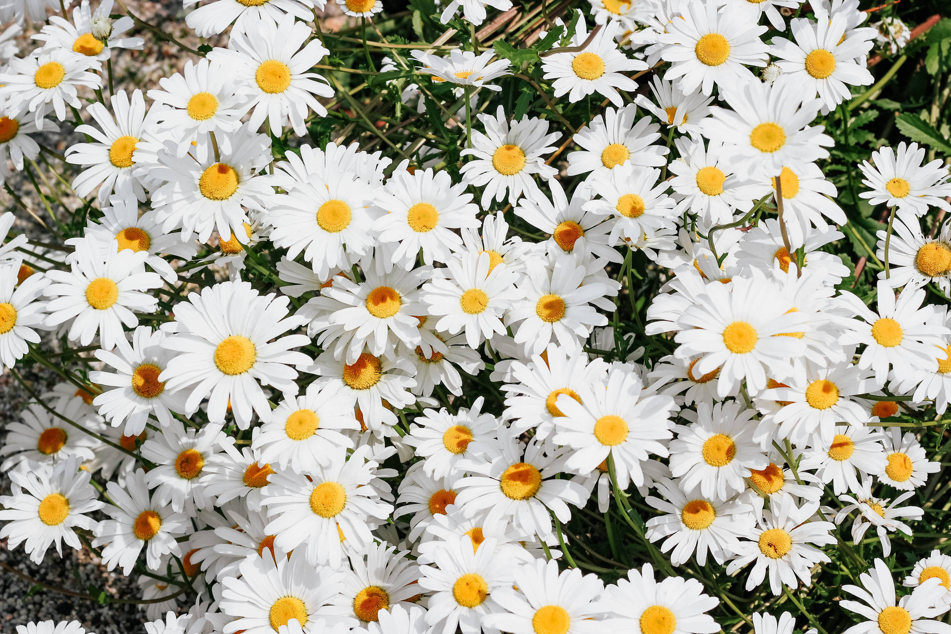 5184X3456 Daisy Wallpaper and Background