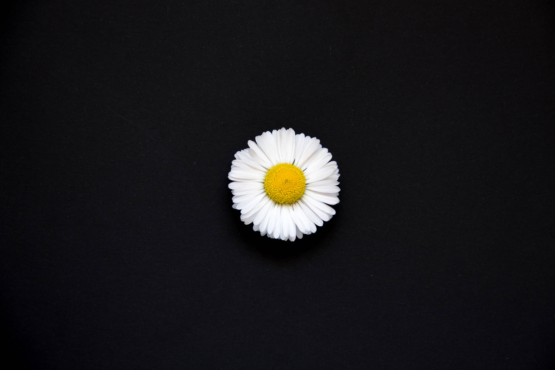 5184X3456 Daisy Wallpaper and Background
