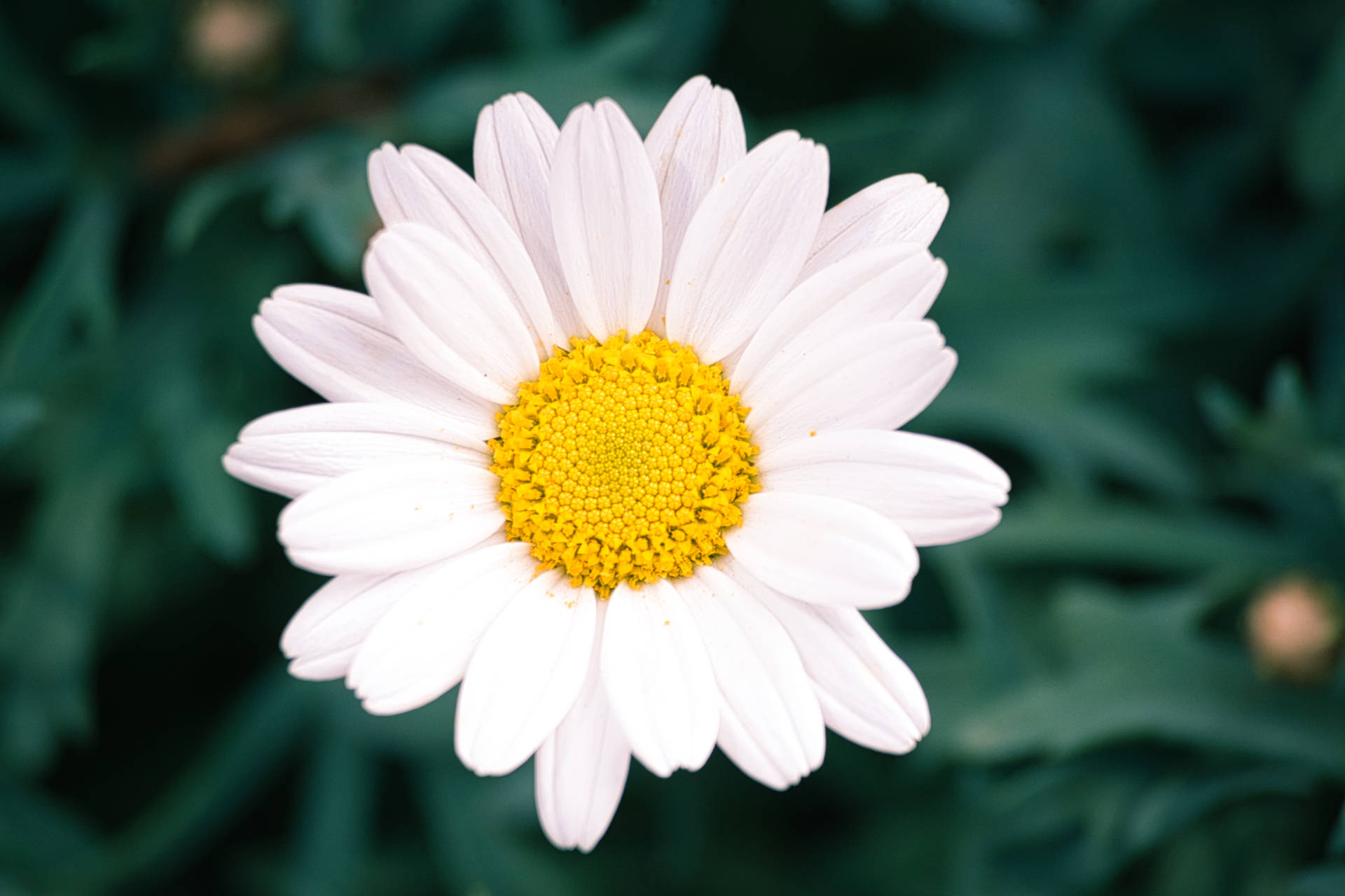 Daisy 6000X4000 Wallpaper and Background Image