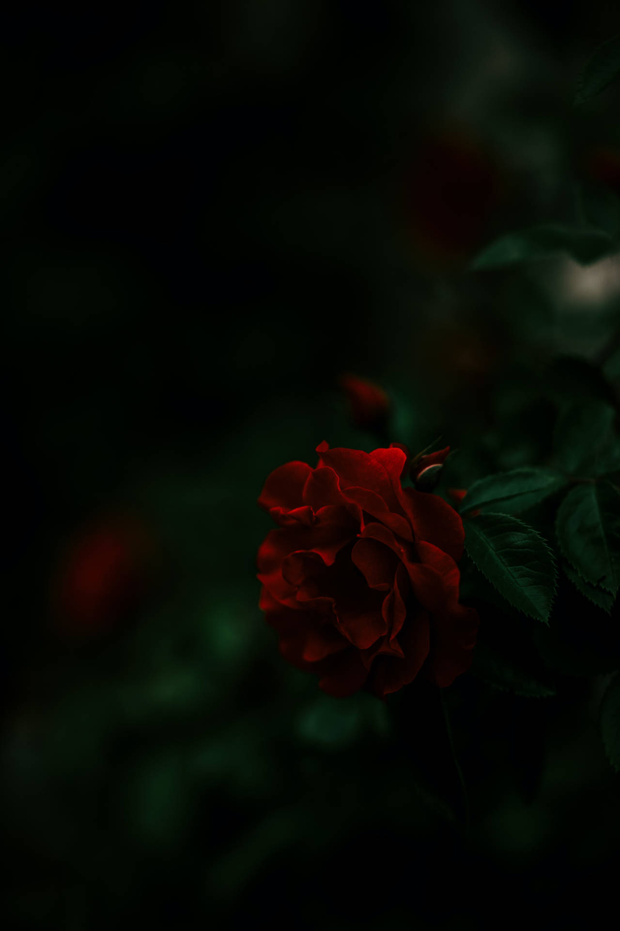 Dark Aesthetic 3648X5472 Wallpaper and Background Image
